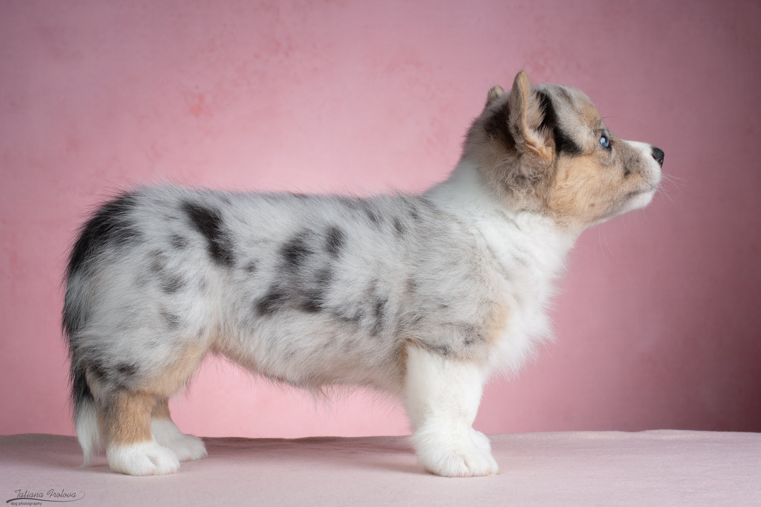 Съемка щенков на розовом фоне. Фотограф-анималист в Москве и Московской области Татьяна Фролова