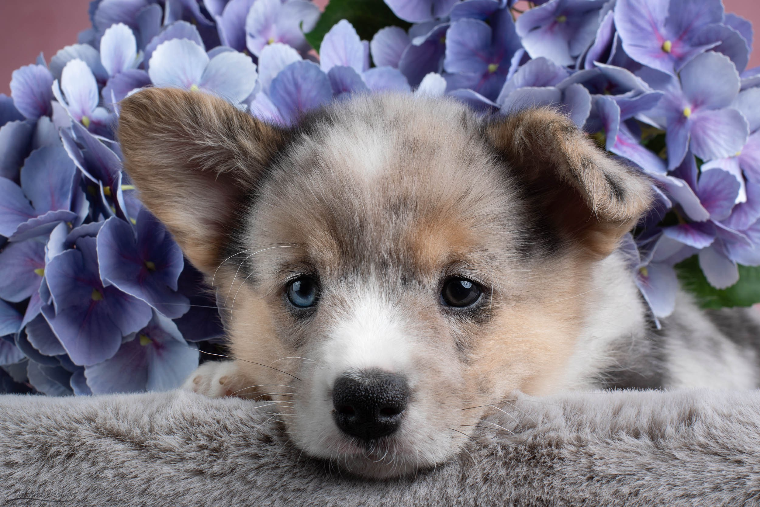 Съемка щенков на розовом фоне. Фотограф-анималист в Москве и Московской области Татьяна Фролова