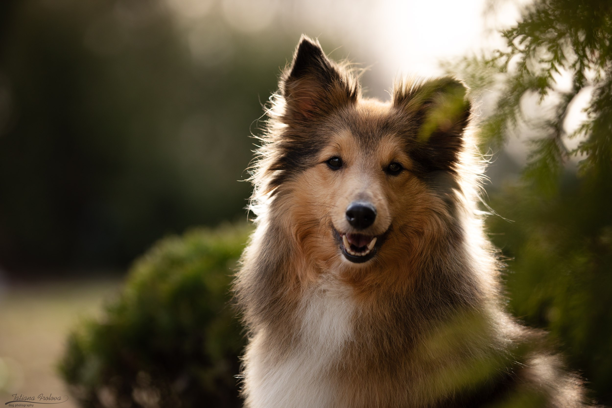 Фотопрогулка для шелти и её хозяйки в Ботаническом саду. Фотограф-анималист в Москве и Московской области Татьяна Фролова