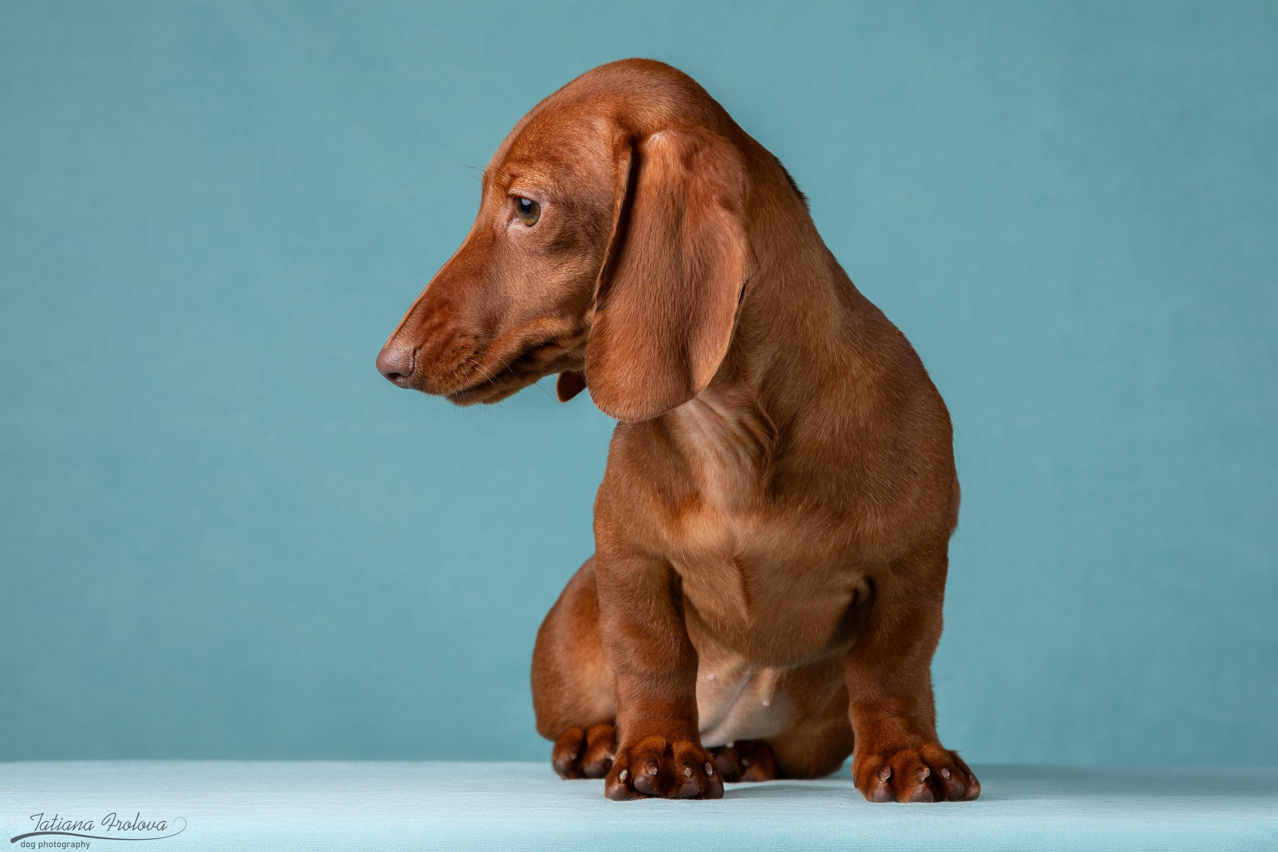 Съемка щенков таксы в минималистичном стиле. Фотограф-анималист в Москве и Московской области Татьяна Фролова
