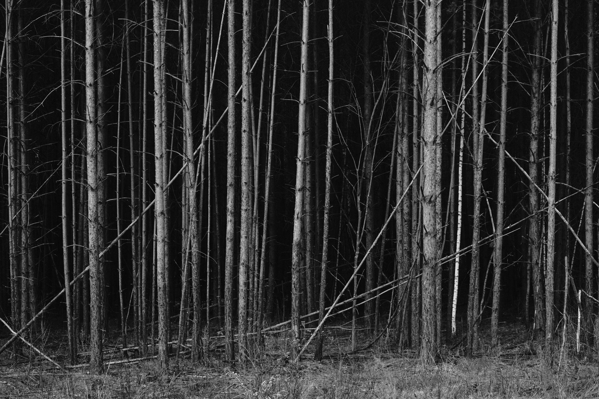 Деревья / Trees (2022-2025). Фотография Alexander Palkin