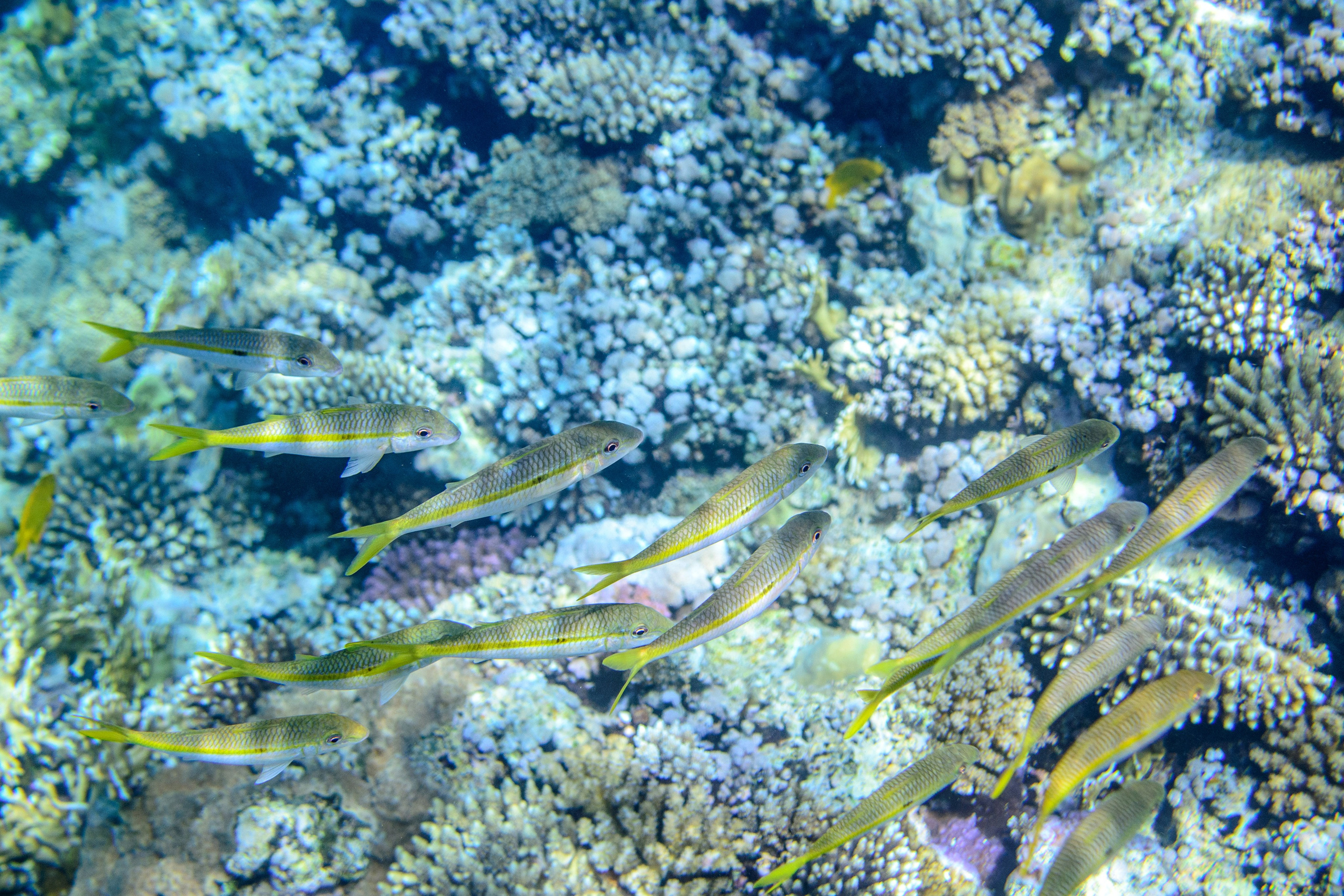 Море. Фотограф в Санкт-Петербурге Ибрагимова Алина