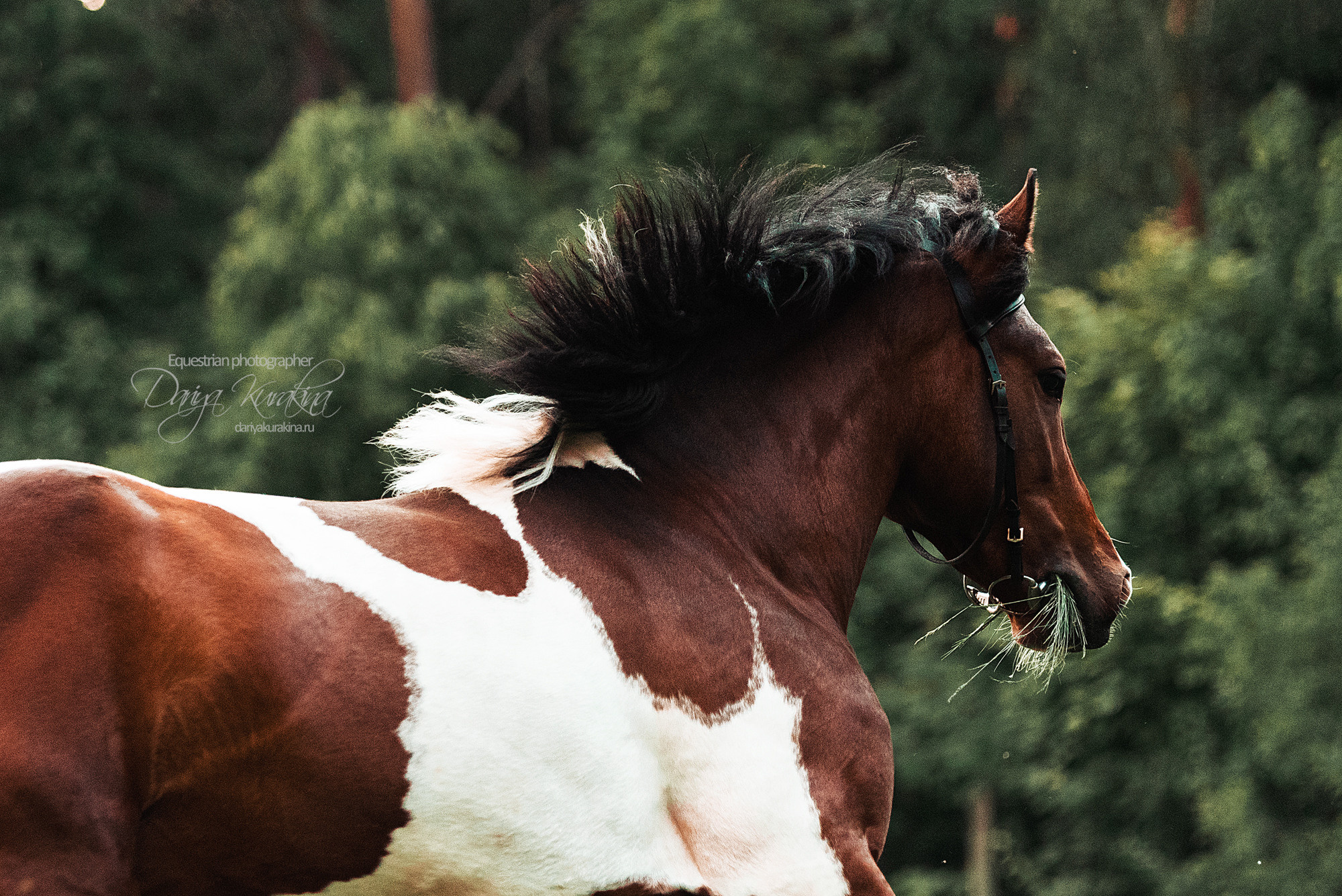 Акио. Конный фотограф Куракина Дарья • Фотосессии с лошадьми