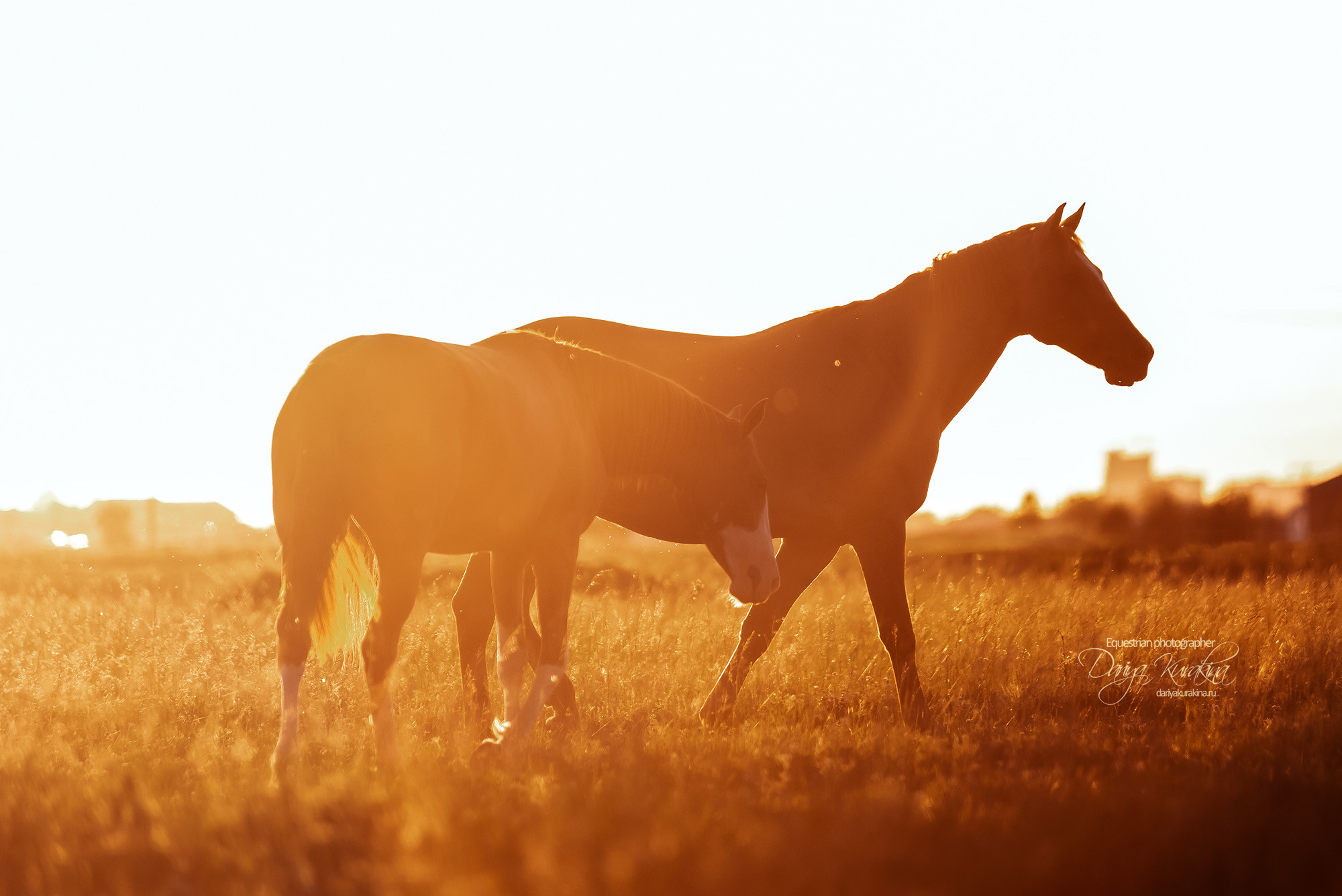 Таня и Бя, Настя и Брю. Конный фотограф Куракина Дарья • Фотосессии с лошадьми