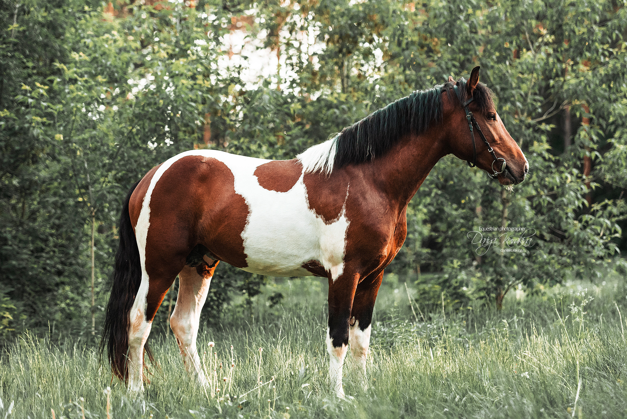 Акио. Конный фотограф Куракина Дарья • Фотосессии с лошадьми