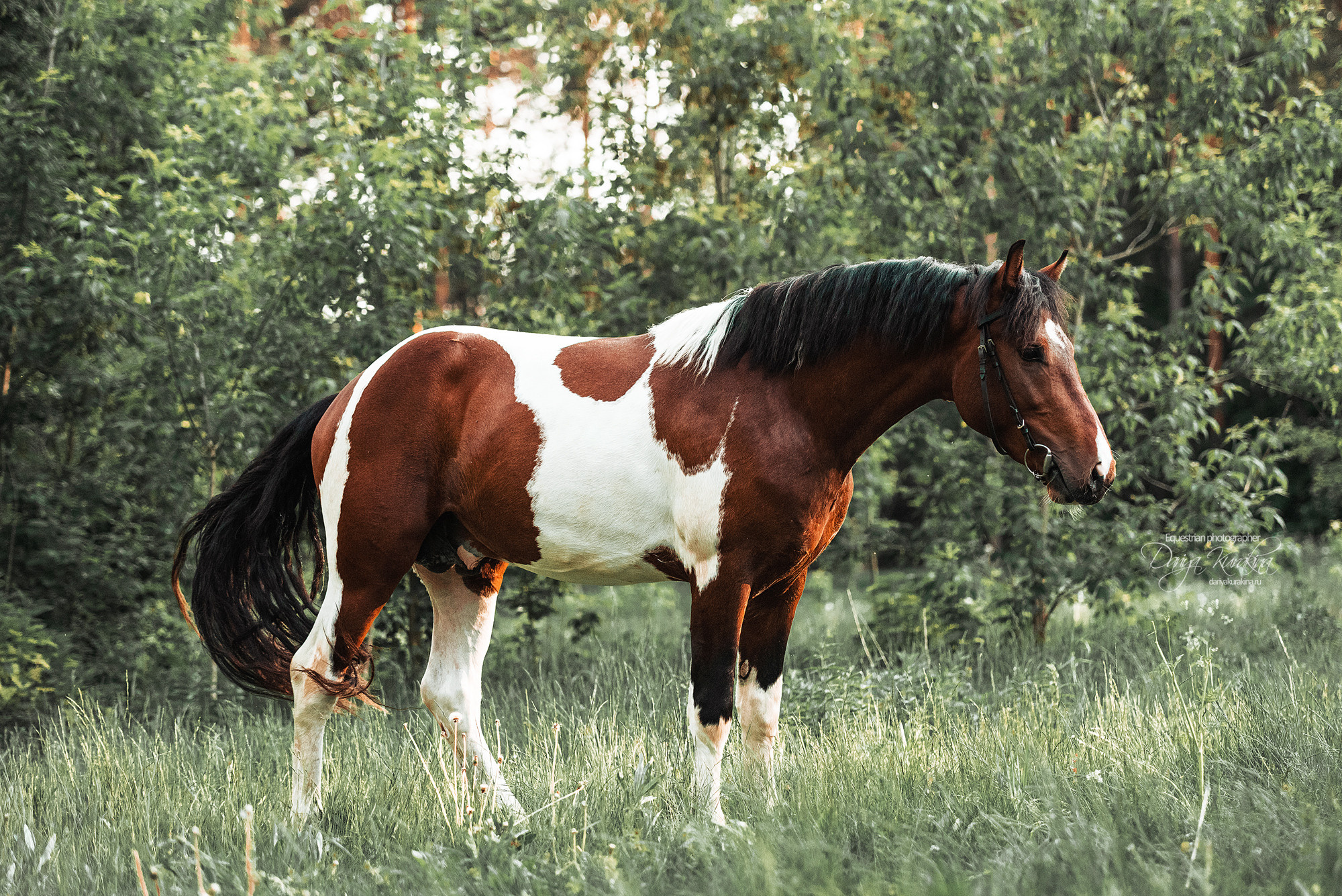 Акио. Конный фотограф Куракина Дарья • Фотосессии с лошадьми
