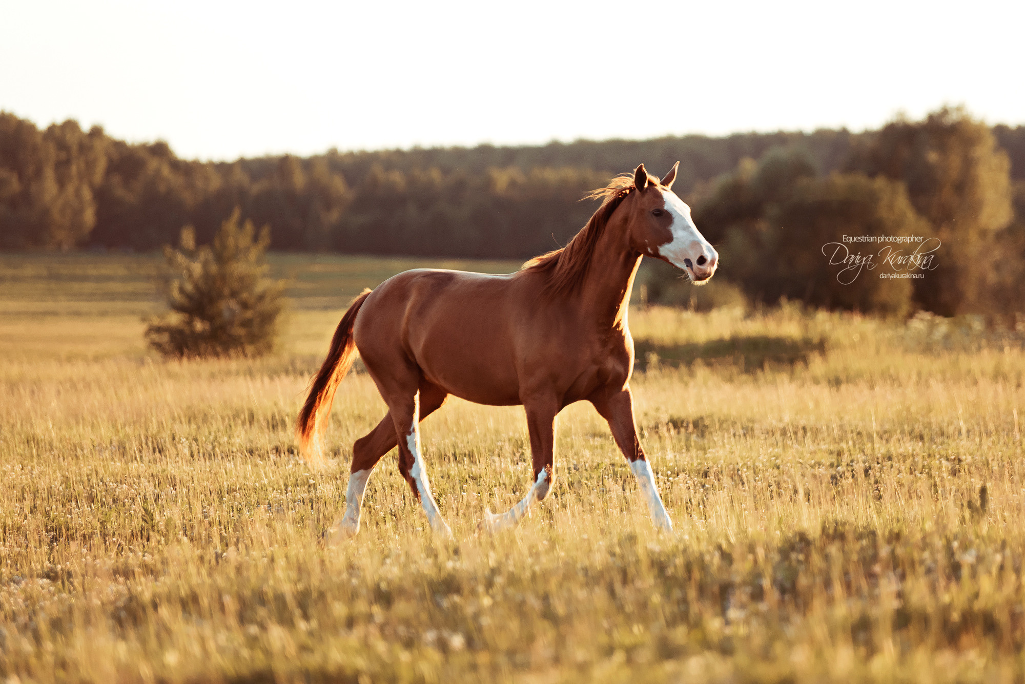 Таня и Бя, Настя и Брю. Конный фотограф Куракина Дарья • Фотосессии с лошадьми