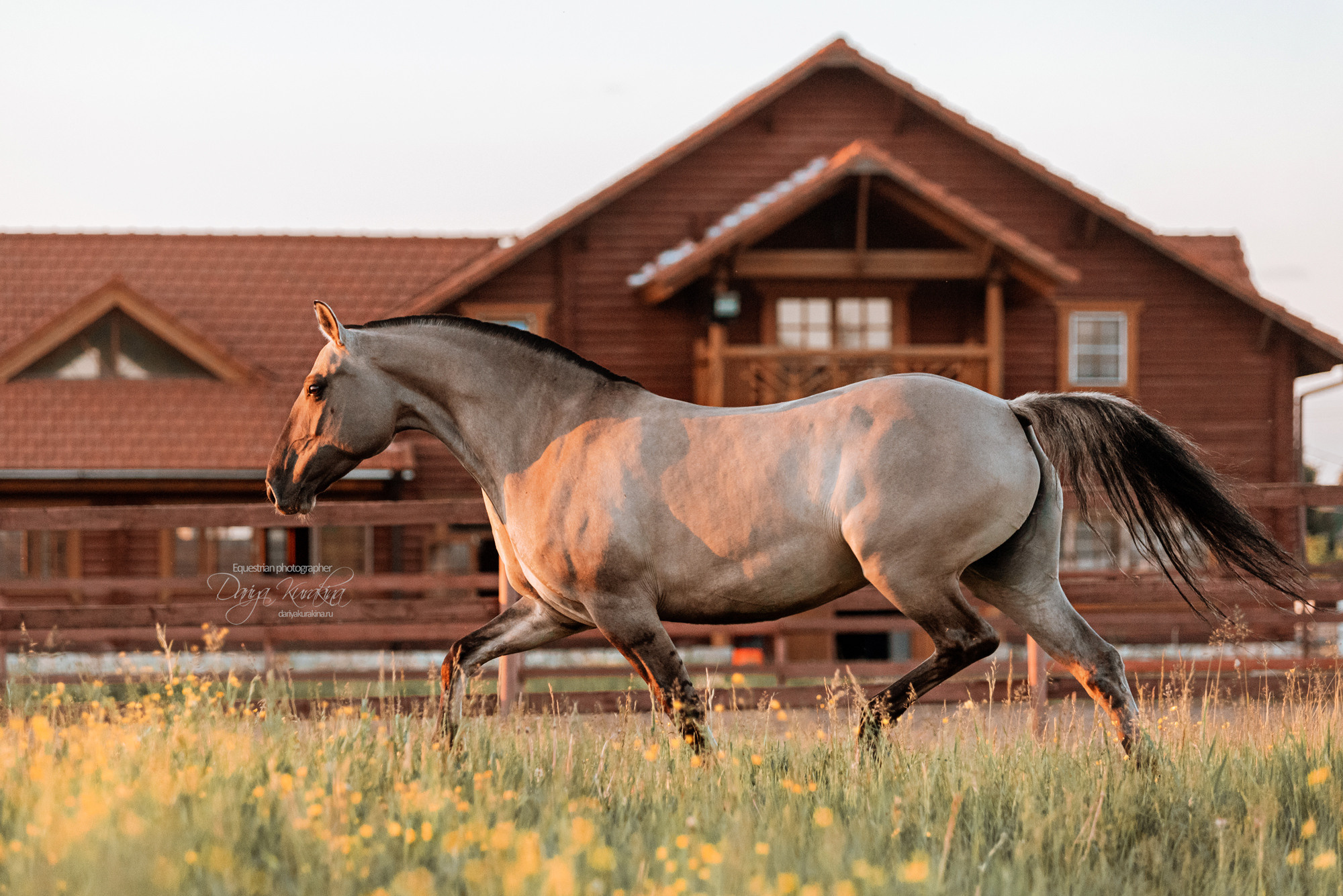 Содержанка SedlaMsk. Конный фотограф Куракина Дарья • Фотосессии с лошадьми