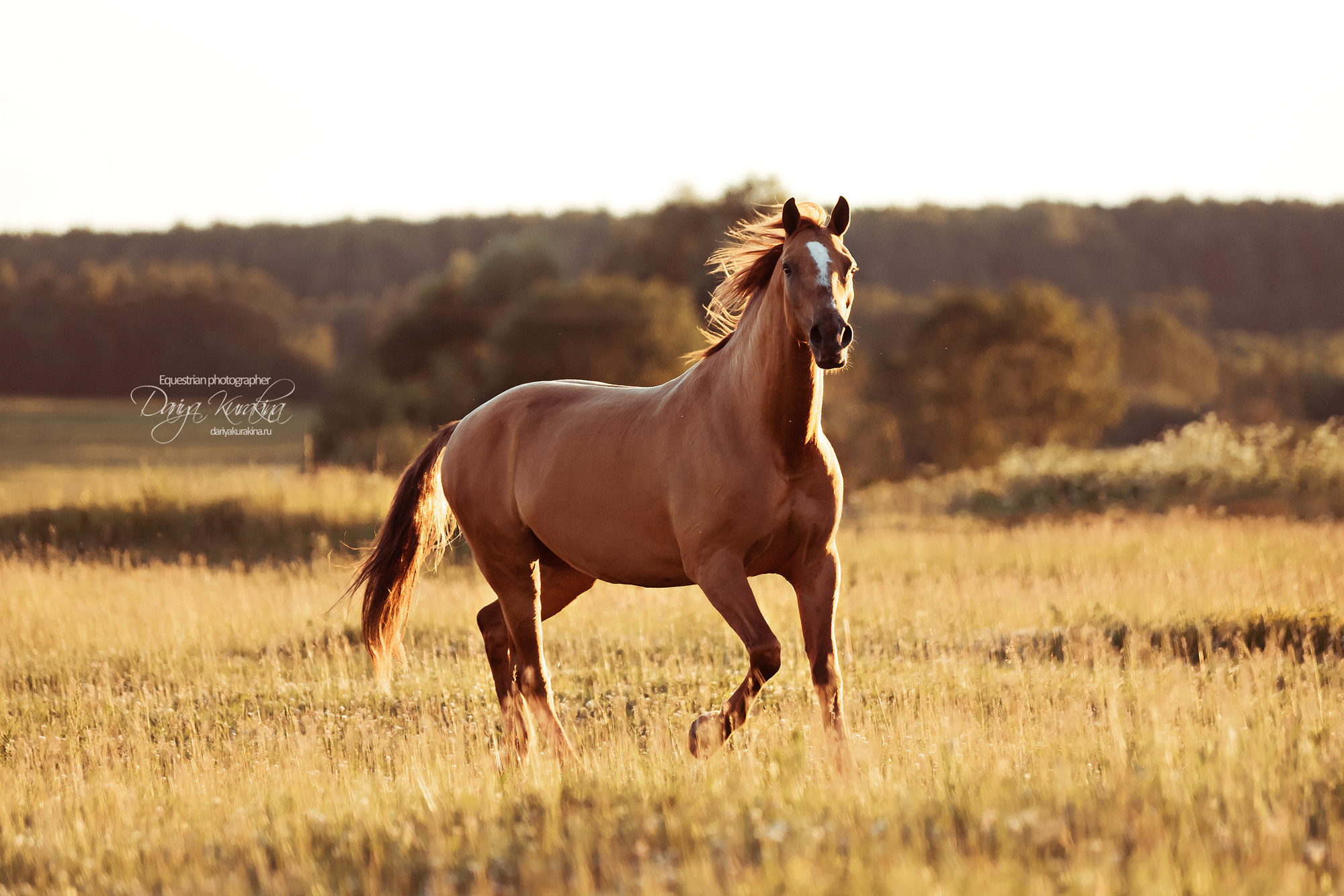 Таня и Бя, Настя и Брю. Конный фотограф Куракина Дарья • Фотосессии с лошадьми