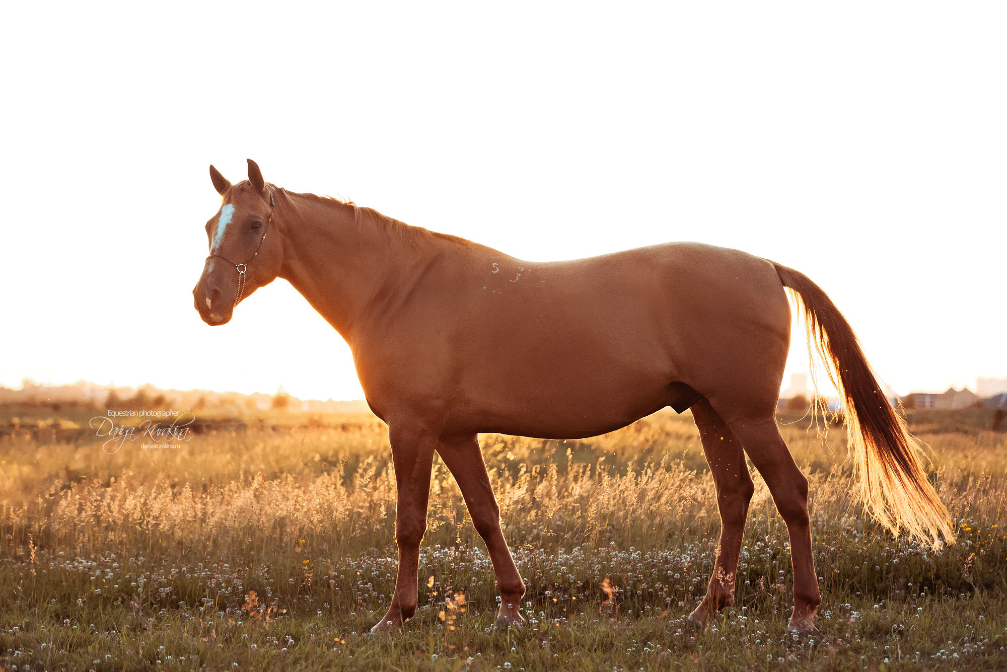Таня и Бя, Настя и Брю. Конный фотограф Куракина Дарья • Фотосессии с лошадьми