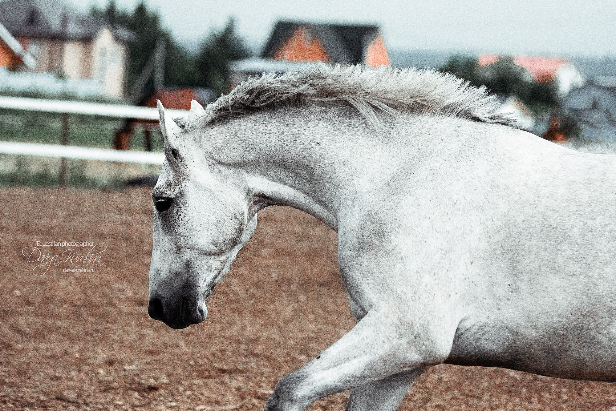 Кристофер. Конный фотограф Куракина Дарья • Фотосессии с лошадьми