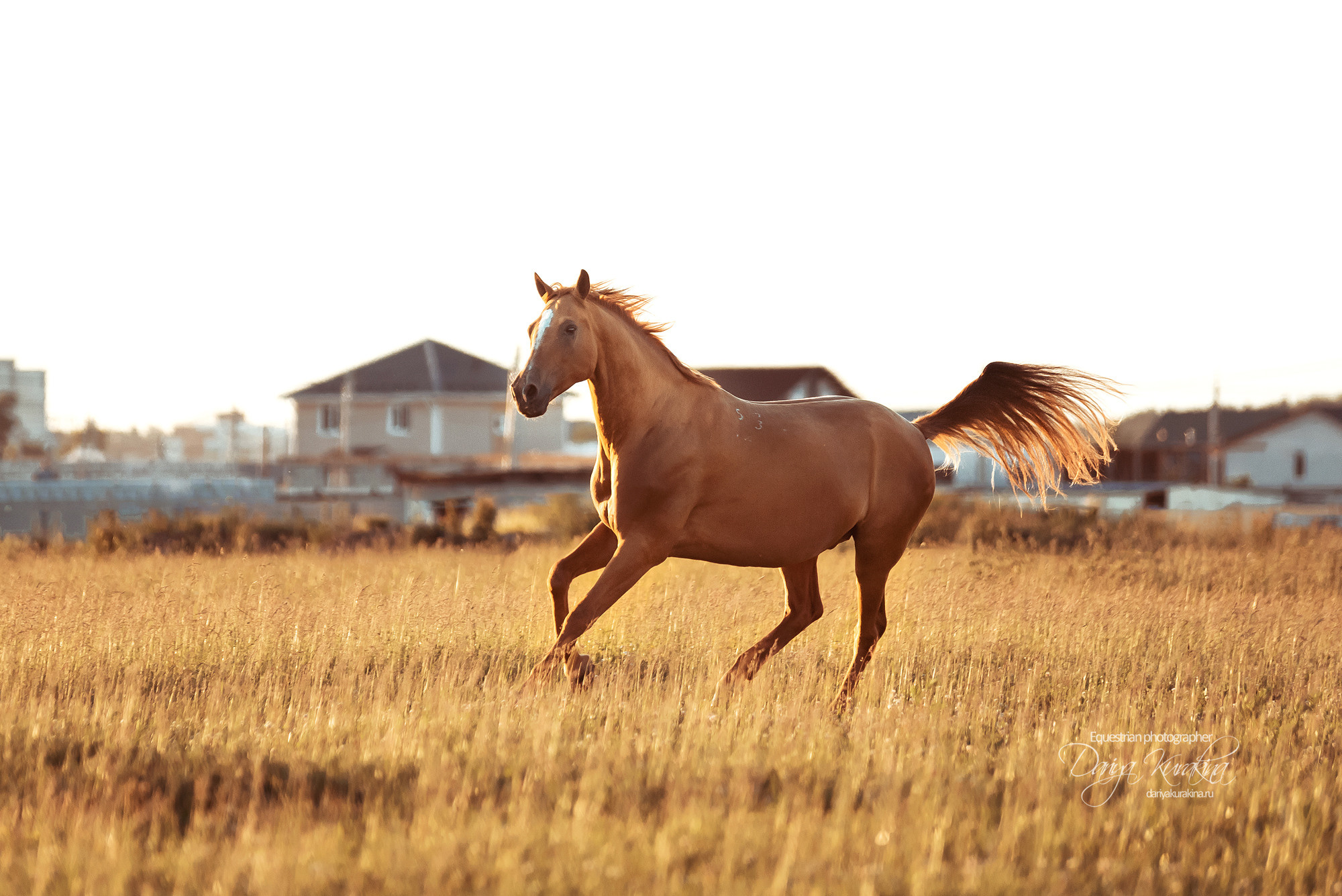 Таня и Бя, Настя и Брю. Конный фотограф Куракина Дарья • Фотосессии с лошадьми