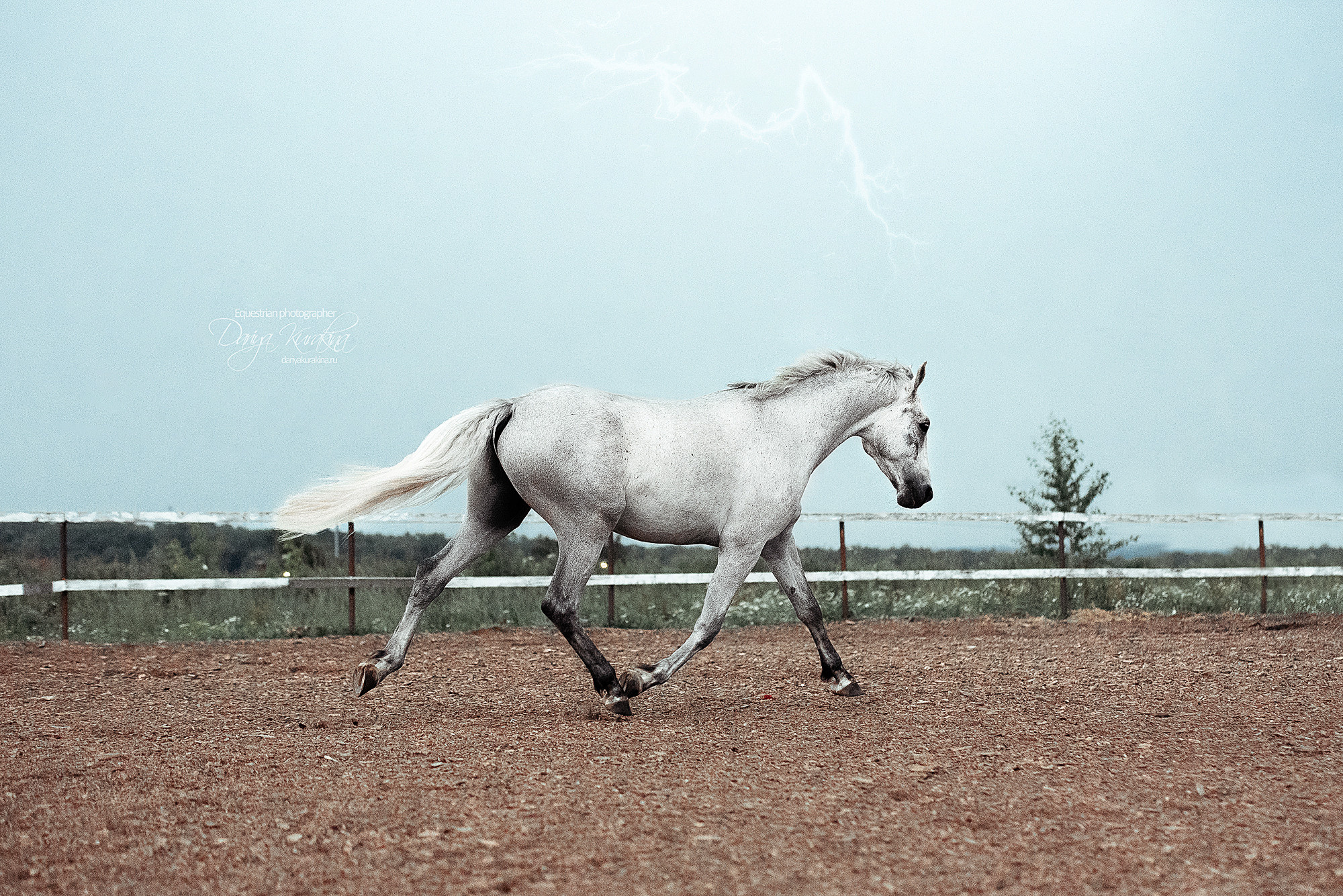 Кристофер. Конный фотограф Куракина Дарья • Фотосессии с лошадьми