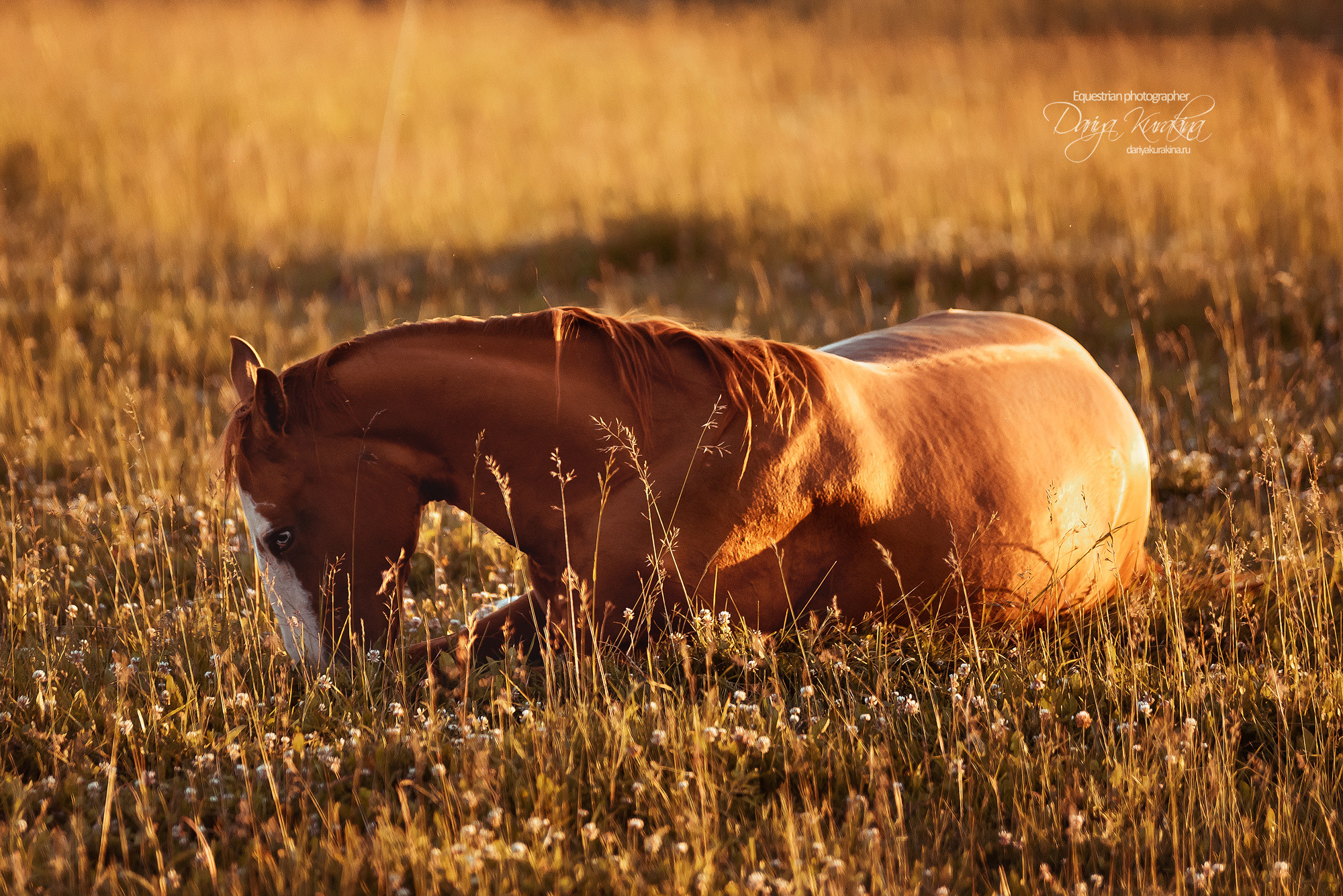 Таня и Бя, Настя и Брю. Конный фотограф Куракина Дарья • Фотосессии с лошадьми