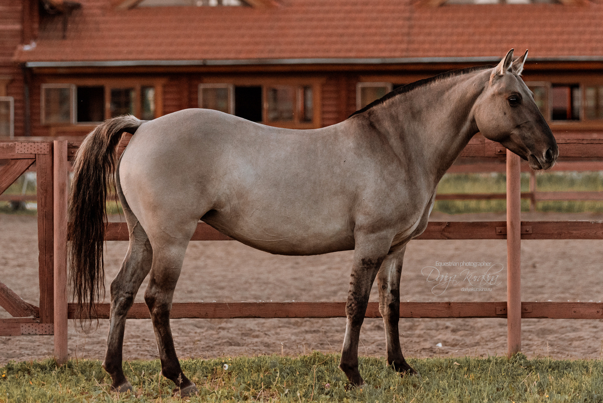Содержанка SedlaMsk. Конный фотограф Куракина Дарья • Фотосессии с лошадьми