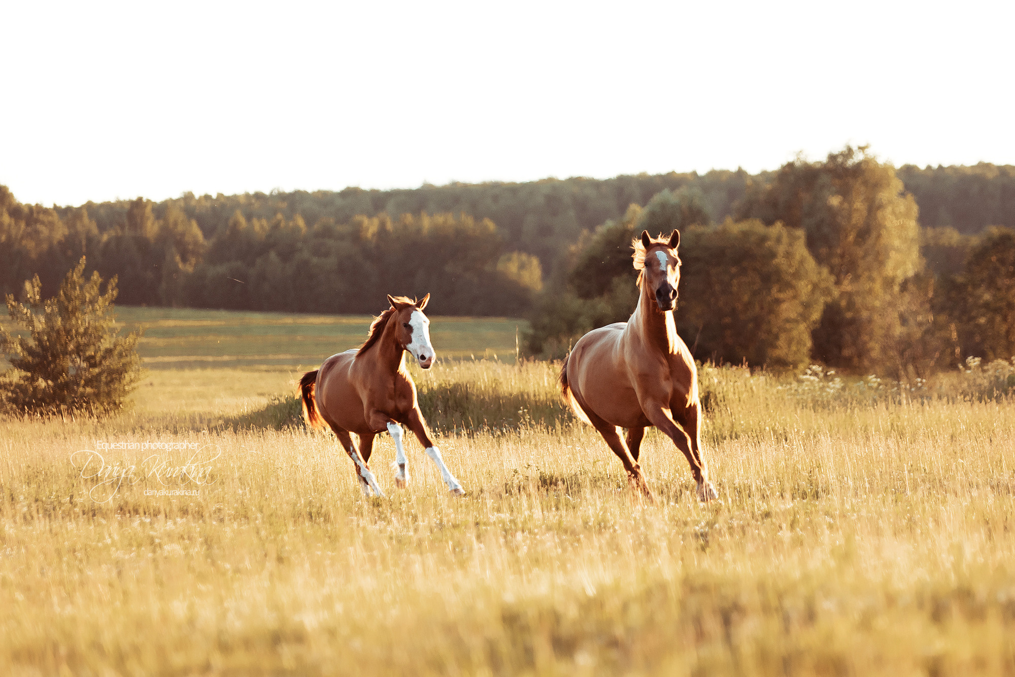 Таня и Бя, Настя и Брю. Конный фотограф Куракина Дарья • Фотосессии с лошадьми