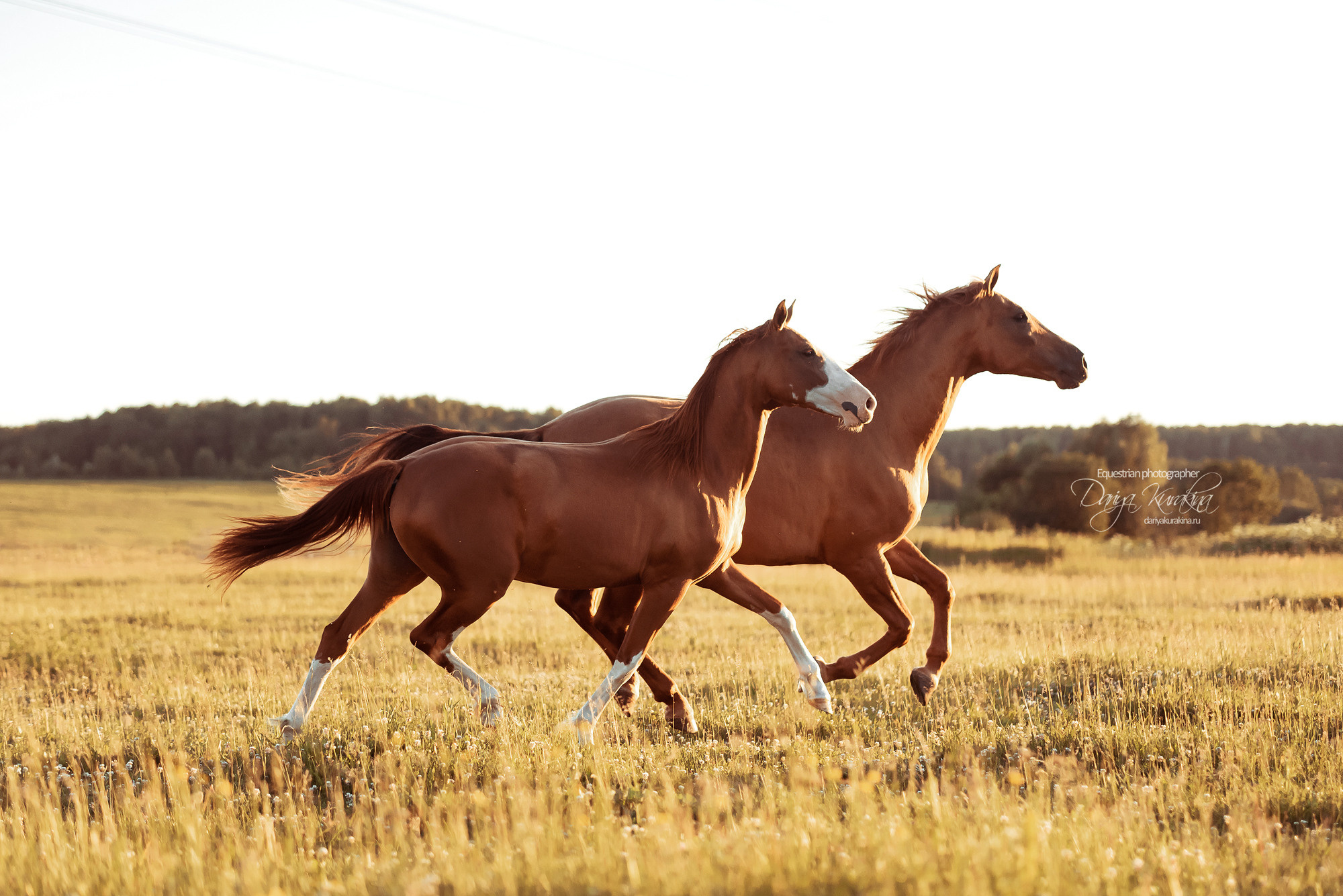 Таня и Бя, Настя и Брю. Конный фотограф Куракина Дарья • Фотосессии с лошадьми