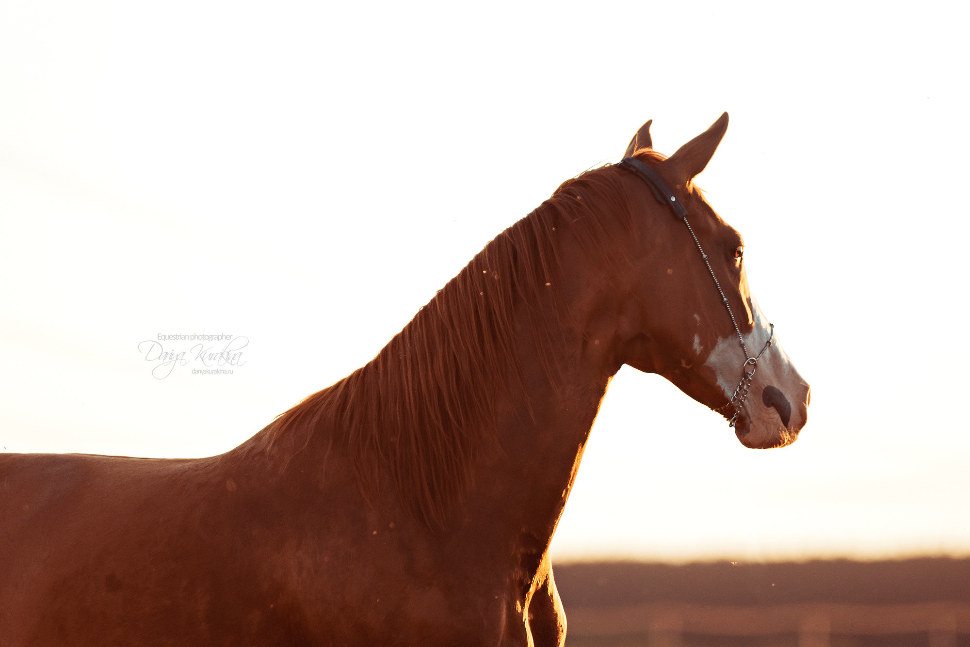 Таня и Бя, Настя и Брю. Конный фотограф Куракина Дарья • Фотосессии с лошадьми