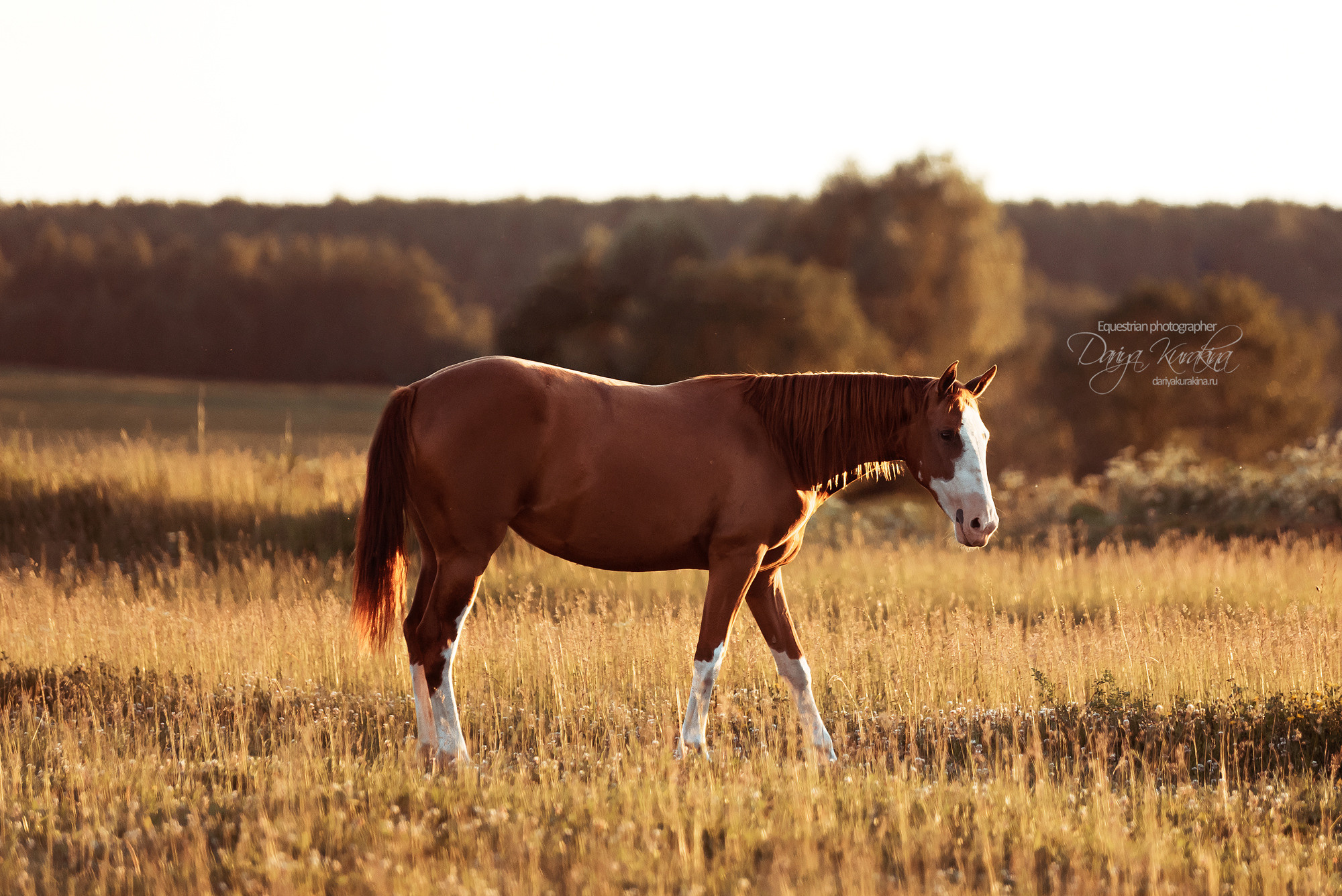 Таня и Бя, Настя и Брю. Конный фотограф Куракина Дарья • Фотосессии с лошадьми