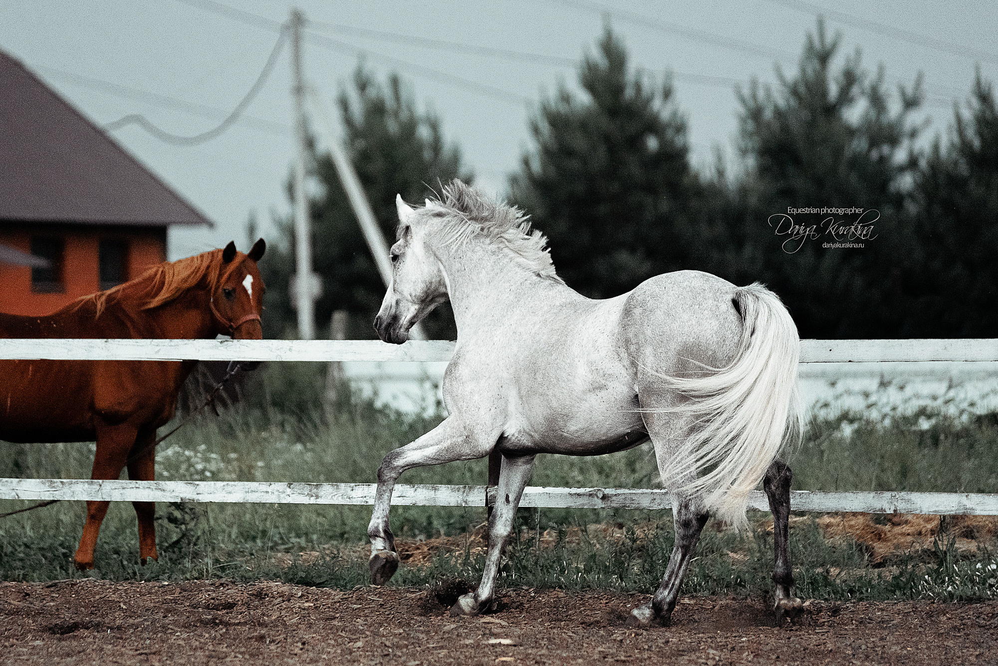 Кристофер. Конный фотограф Куракина Дарья • Фотосессии с лошадьми