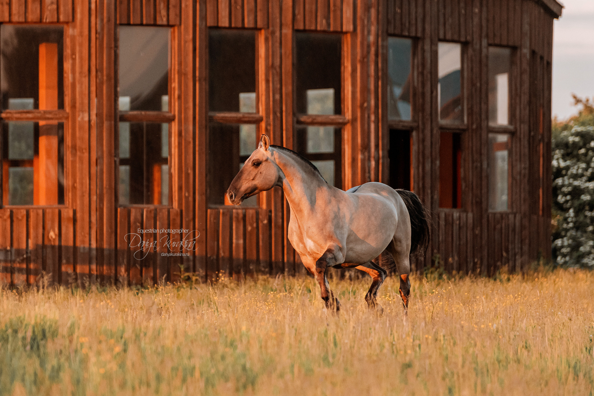 Содержанка SedlaMsk. Конный фотограф Куракина Дарья • Фотосессии с лошадьми
