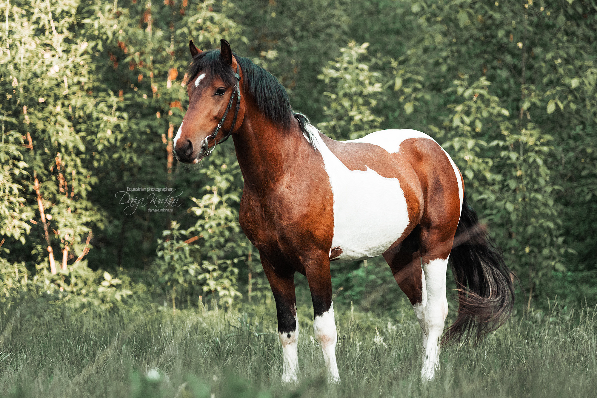 Акио. Конный фотограф Куракина Дарья • Фотосессии с лошадьми