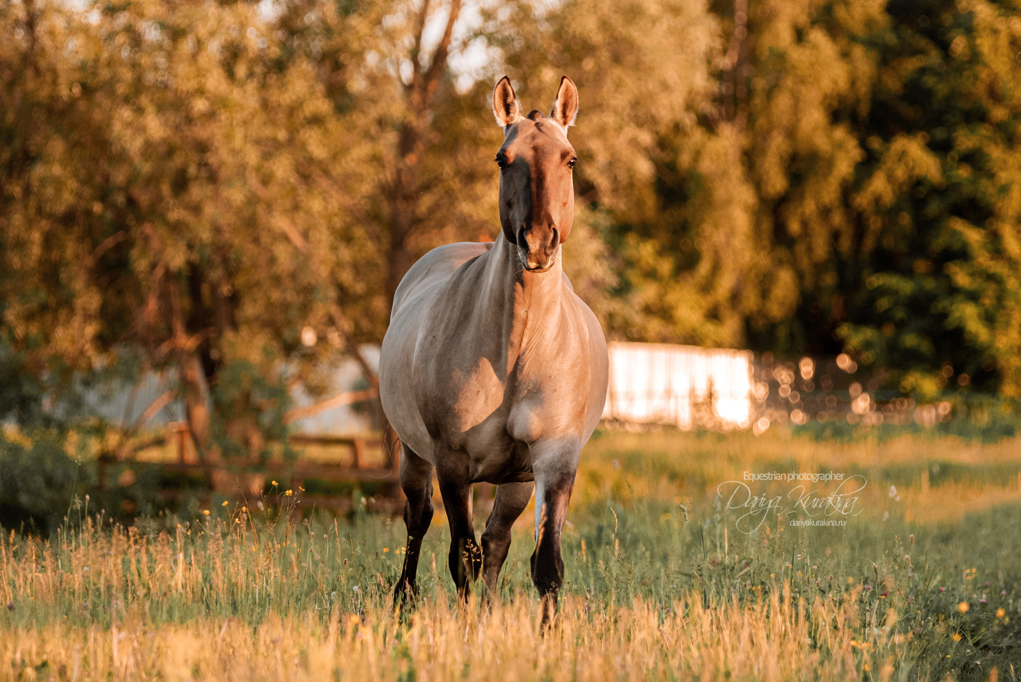 Содержанка SedlaMsk. Конный фотограф Куракина Дарья • Фотосессии с лошадьми