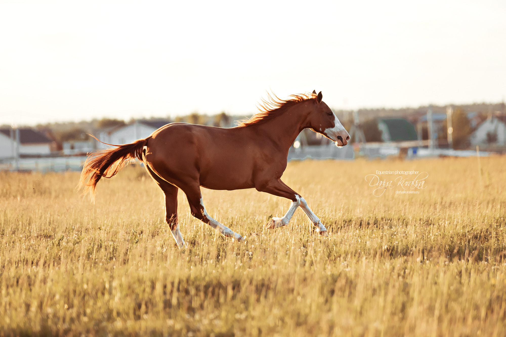 Таня и Бя, Настя и Брю. Конный фотограф Куракина Дарья • Фотосессии с лошадьми