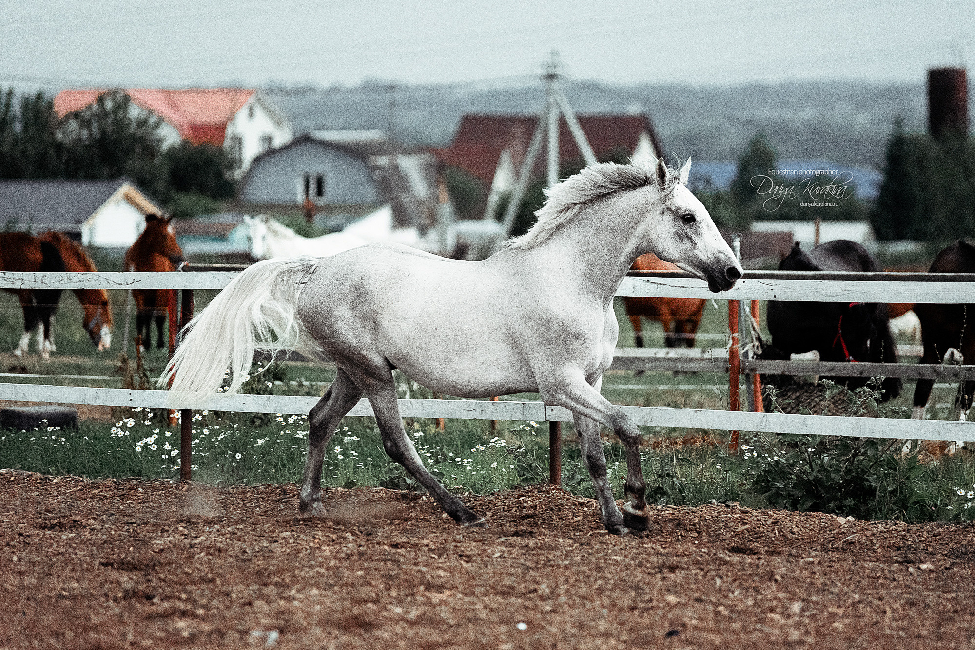Кристофер. Конный фотограф Куракина Дарья • Фотосессии с лошадьми