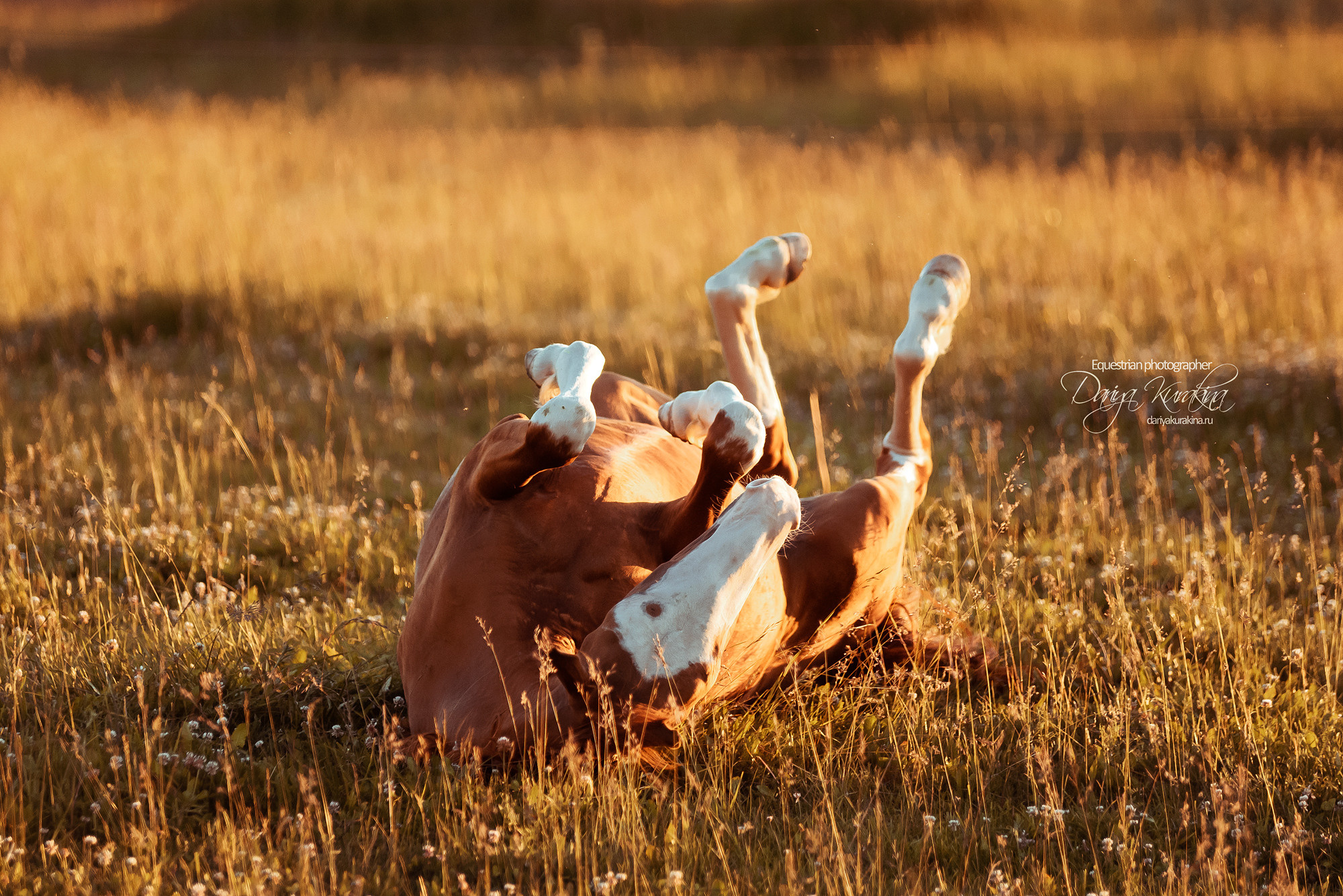 Таня и Бя, Настя и Брю. Конный фотограф Куракина Дарья • Фотосессии с лошадьми