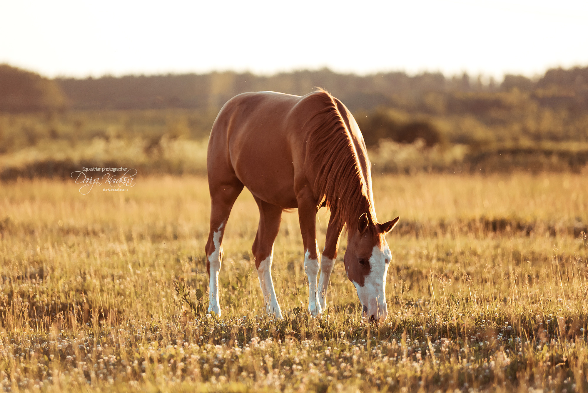 Таня и Бя, Настя и Брю. Конный фотограф Куракина Дарья • Фотосессии с лошадьми