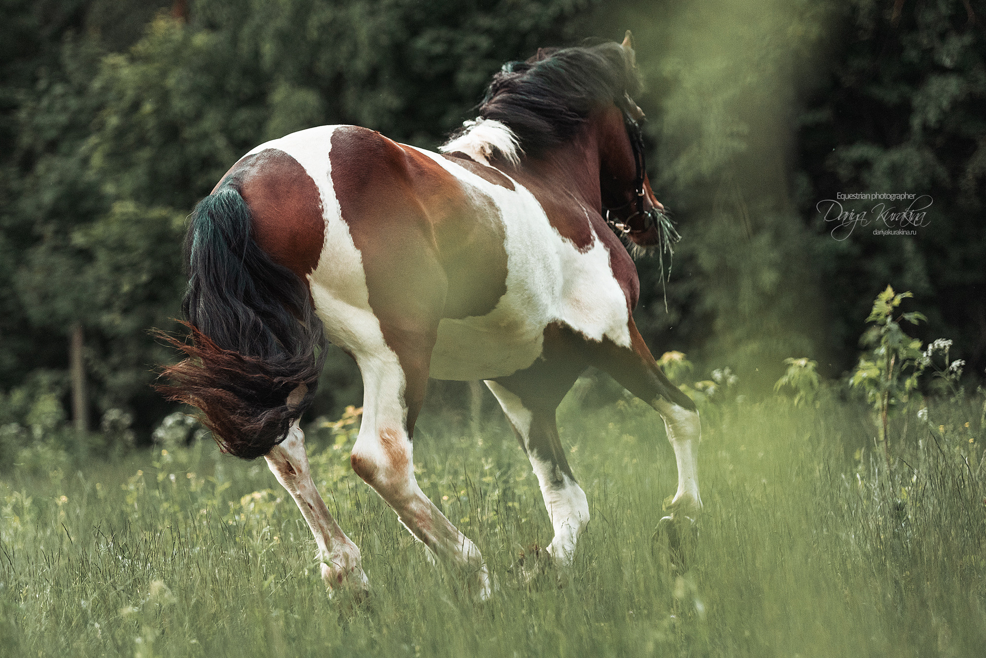 Акио. Конный фотограф Куракина Дарья • Фотосессии с лошадьми