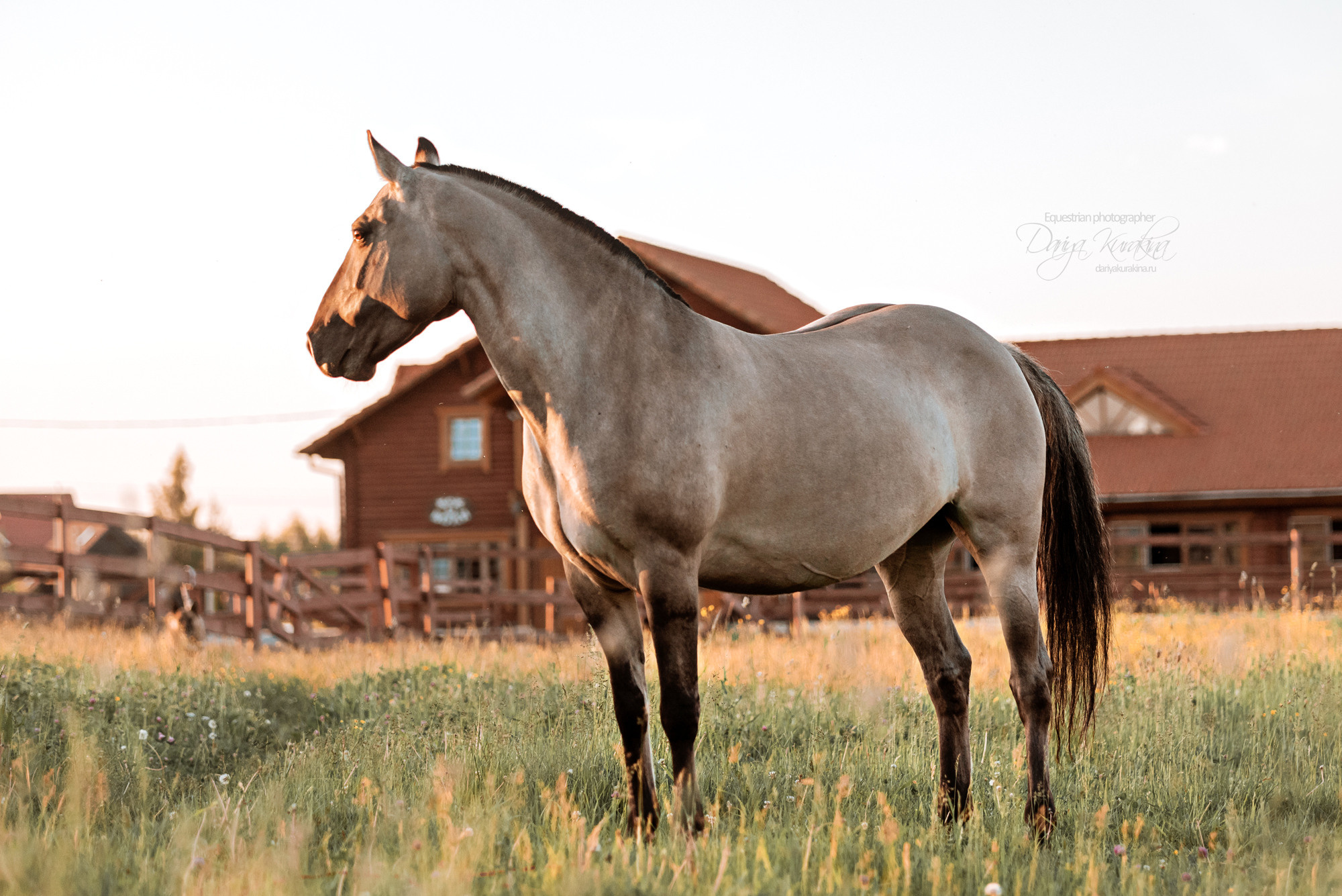 Содержанка SedlaMsk. Конный фотограф Куракина Дарья • Фотосессии с лошадьми