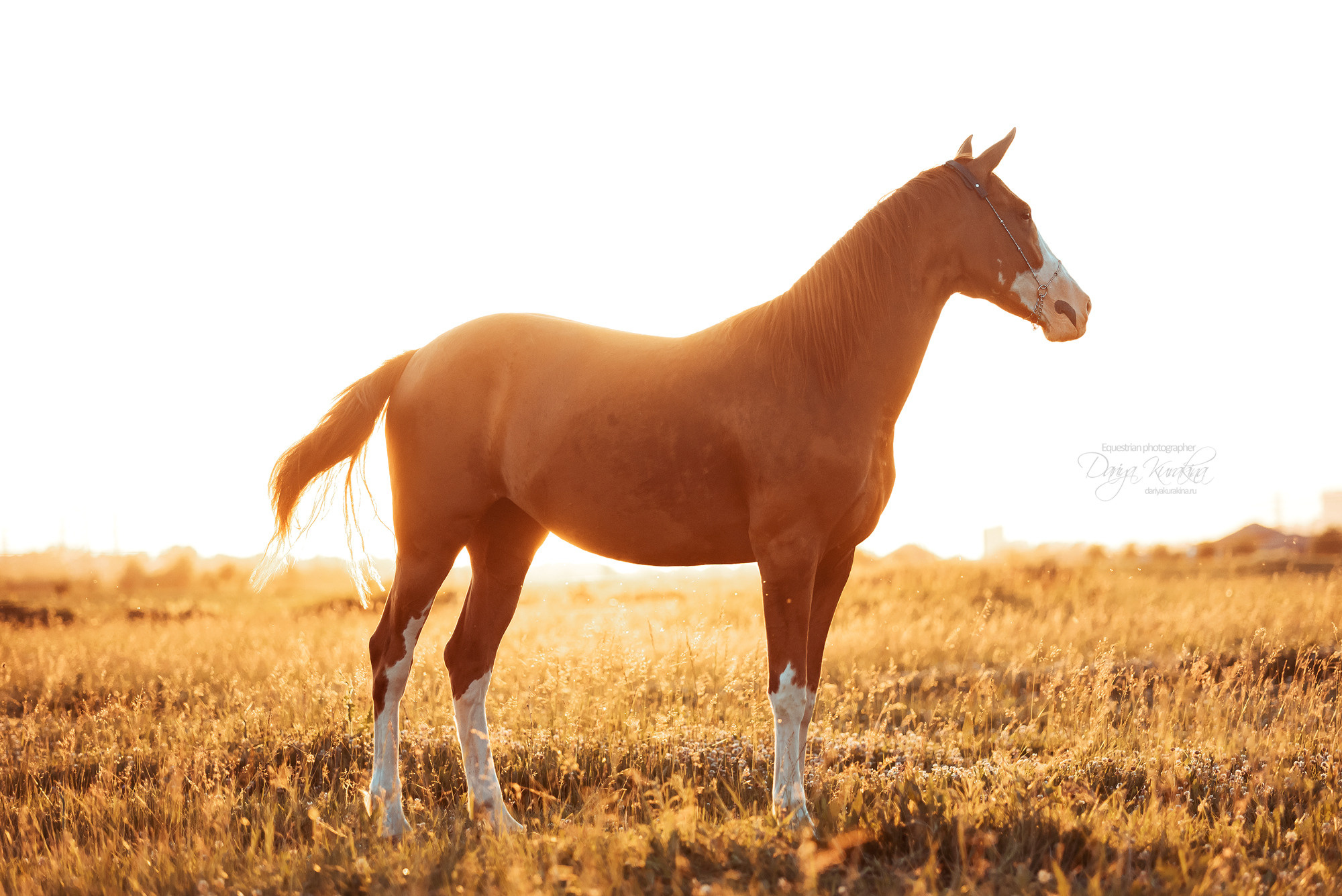 Таня и Бя, Настя и Брю. Конный фотограф Куракина Дарья • Фотосессии с лошадьми