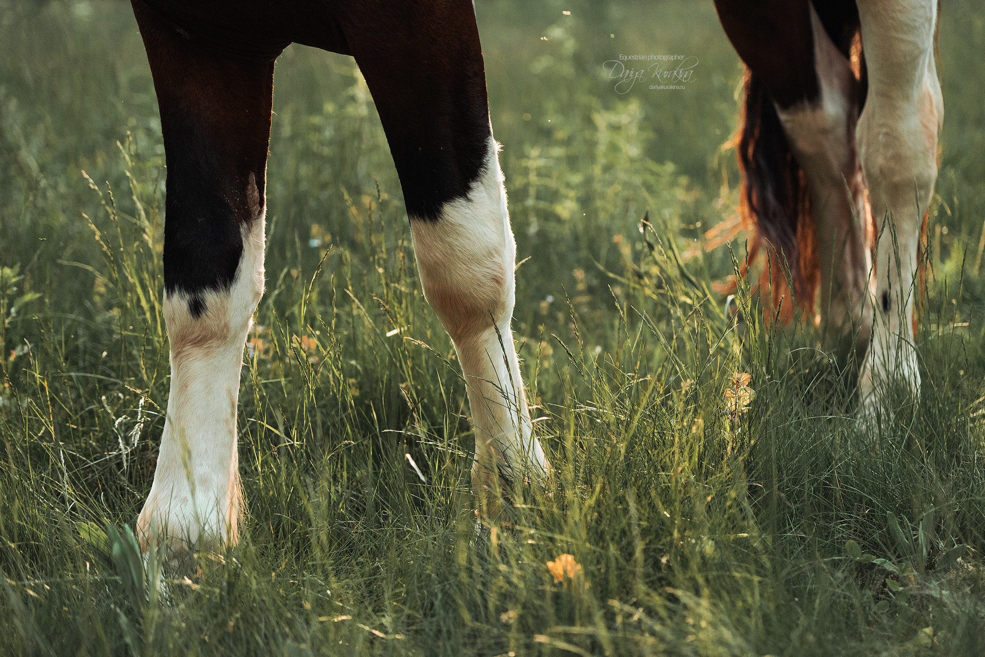 Акио. Конный фотограф Куракина Дарья • Фотосессии с лошадьми