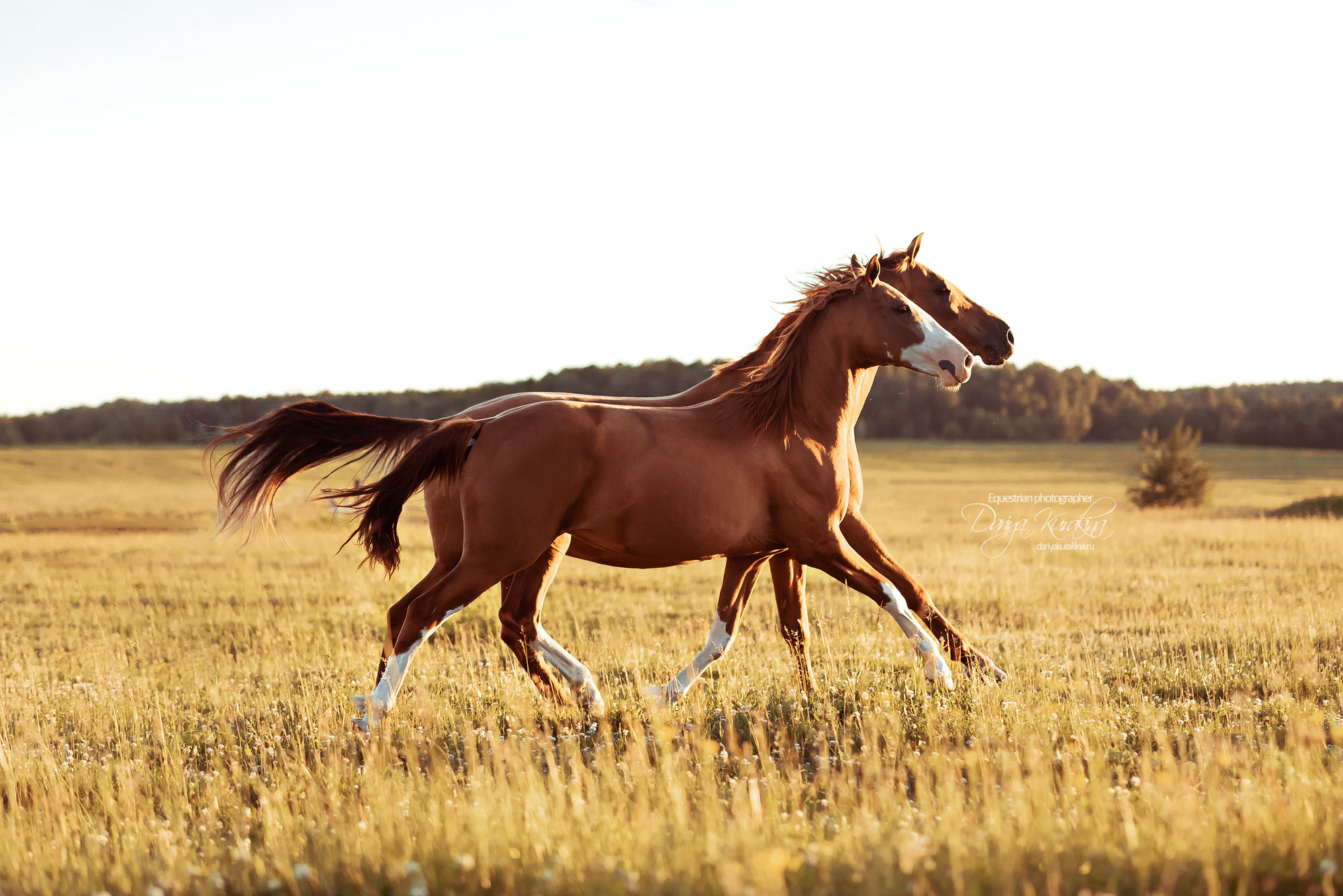 Таня и Бя, Настя и Брю. Конный фотограф Куракина Дарья • Фотосессии с лошадьми