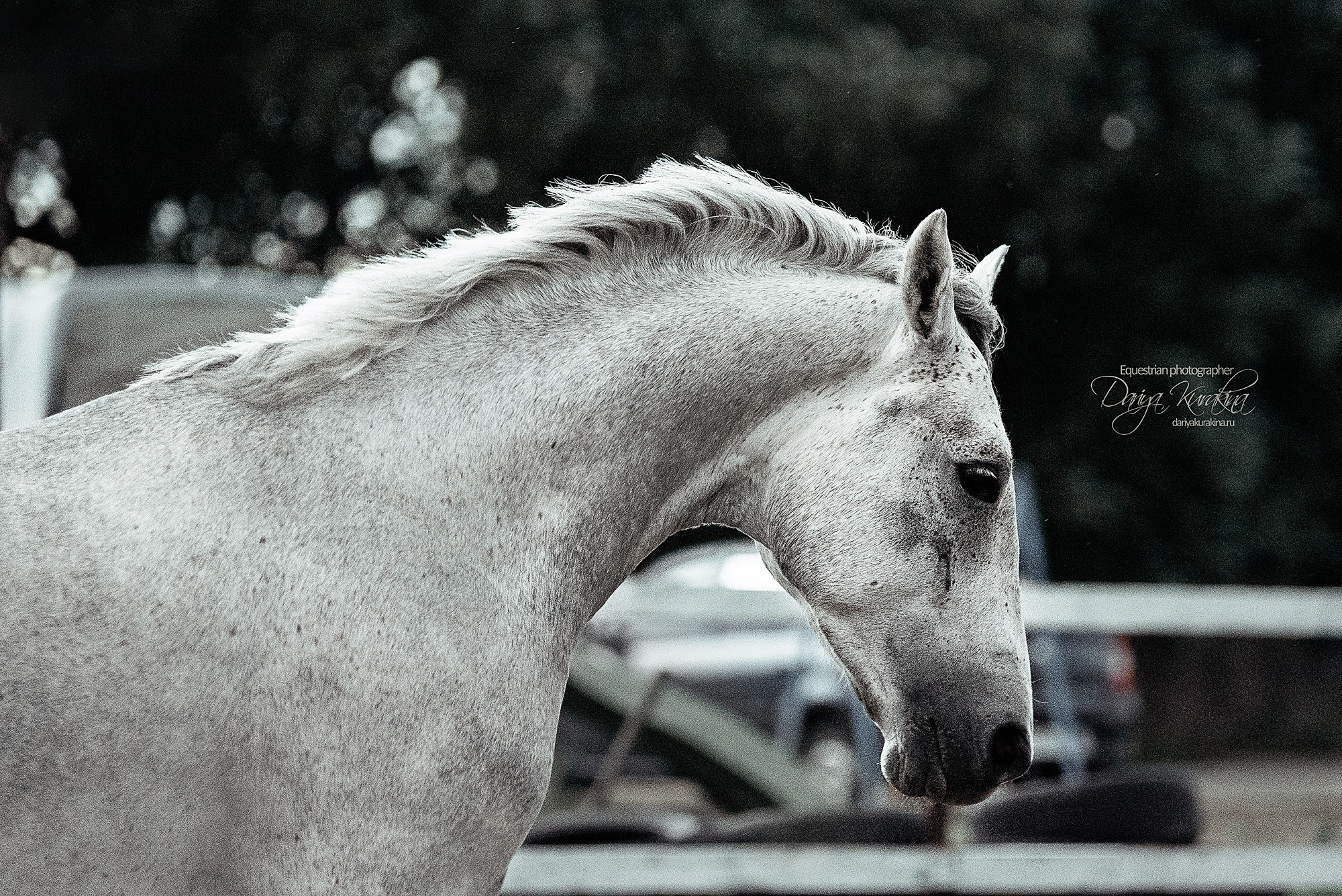 Кристофер. Конный фотограф Куракина Дарья • Фотосессии с лошадьми