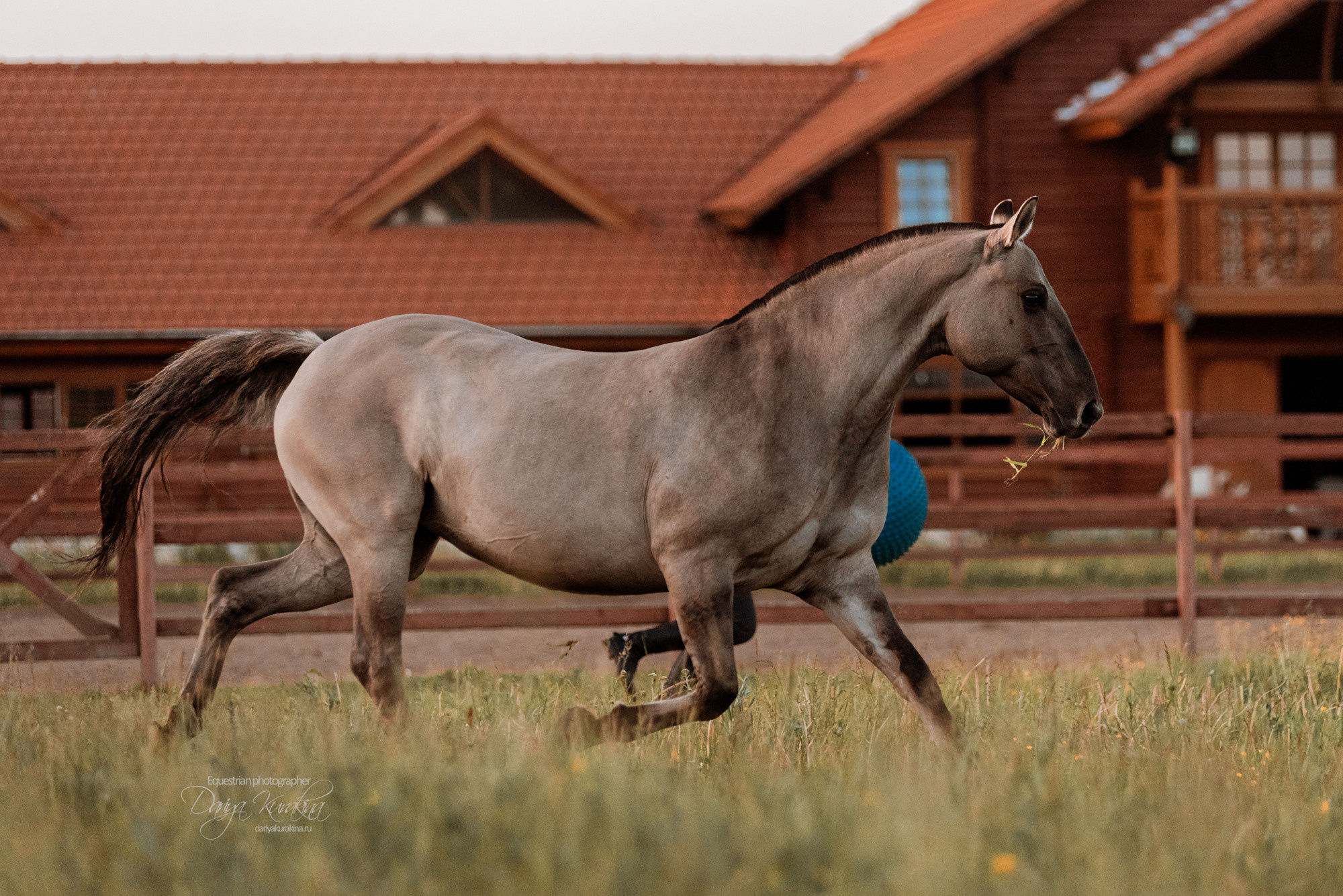 Содержанка SedlaMsk. Конный фотограф Куракина Дарья • Фотосессии с лошадьми