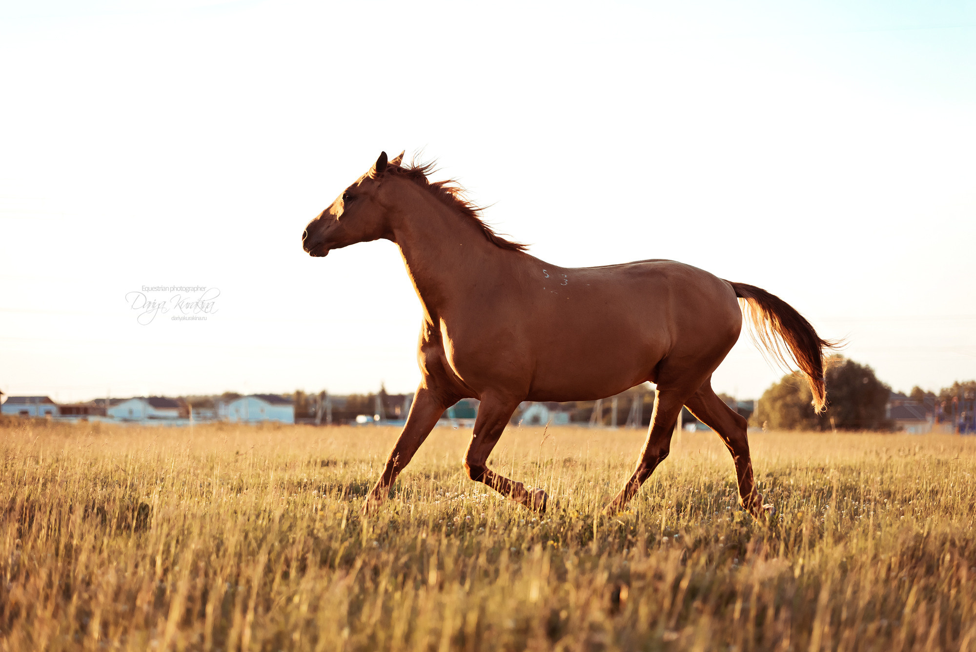 Таня и Бя, Настя и Брю. Конный фотограф Куракина Дарья • Фотосессии с лошадьми