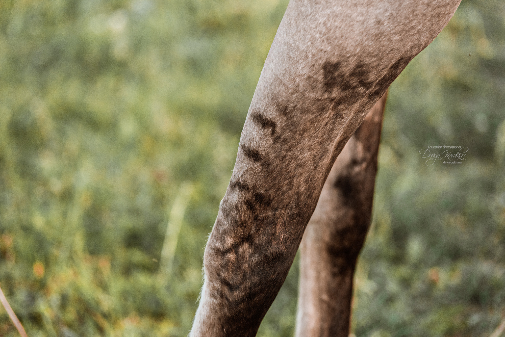 Содержанка SedlaMsk. Конный фотограф Куракина Дарья • Фотосессии с лошадьми