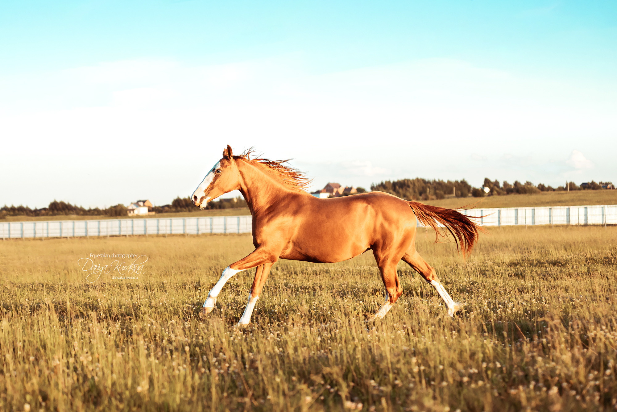 Таня и Бя, Настя и Брю. Конный фотограф Куракина Дарья • Фотосессии с лошадьми
