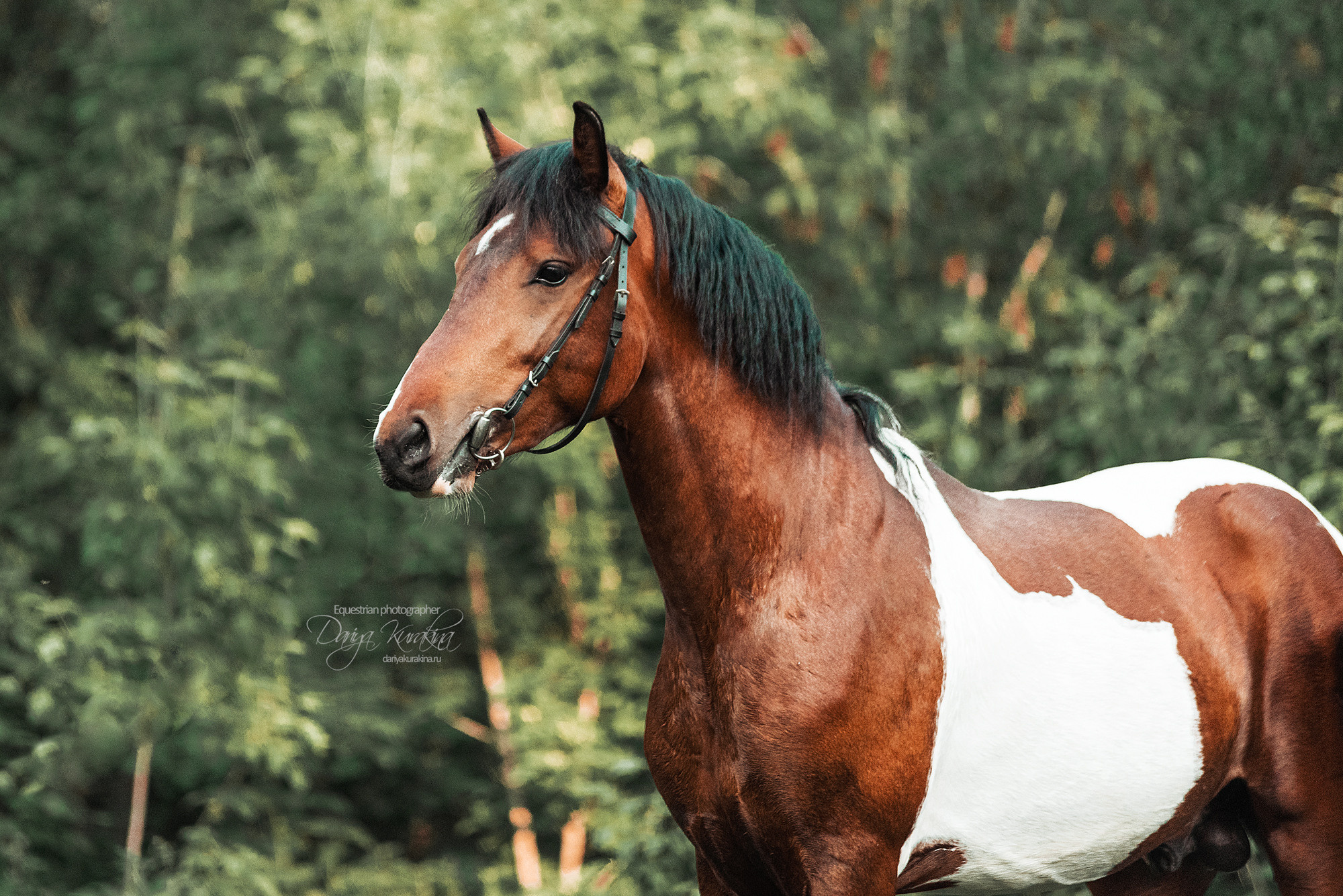 Акио. Конный фотограф Куракина Дарья • Фотосессии с лошадьми