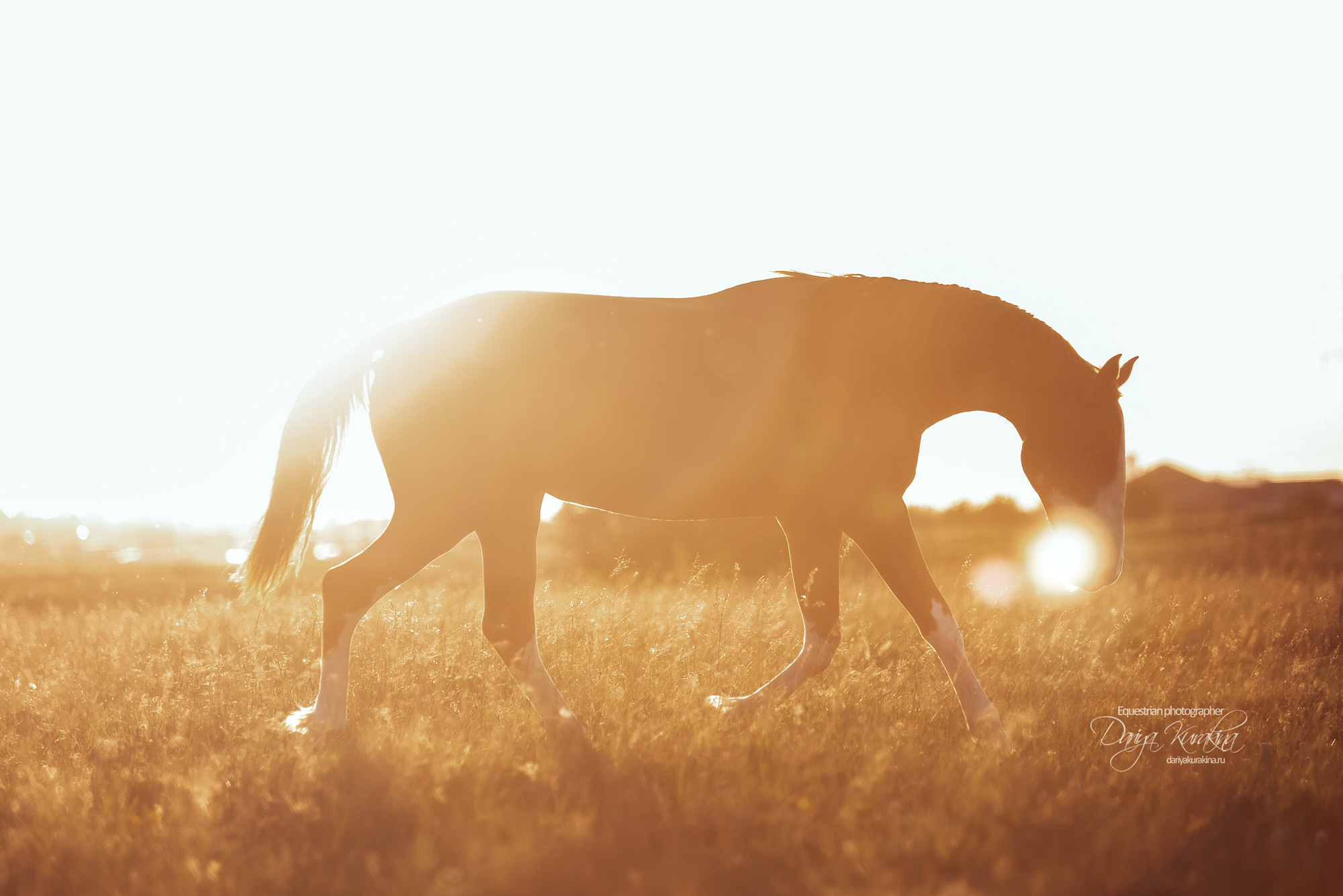 Таня и Бя, Настя и Брю. Конный фотограф Куракина Дарья • Фотосессии с лошадьми