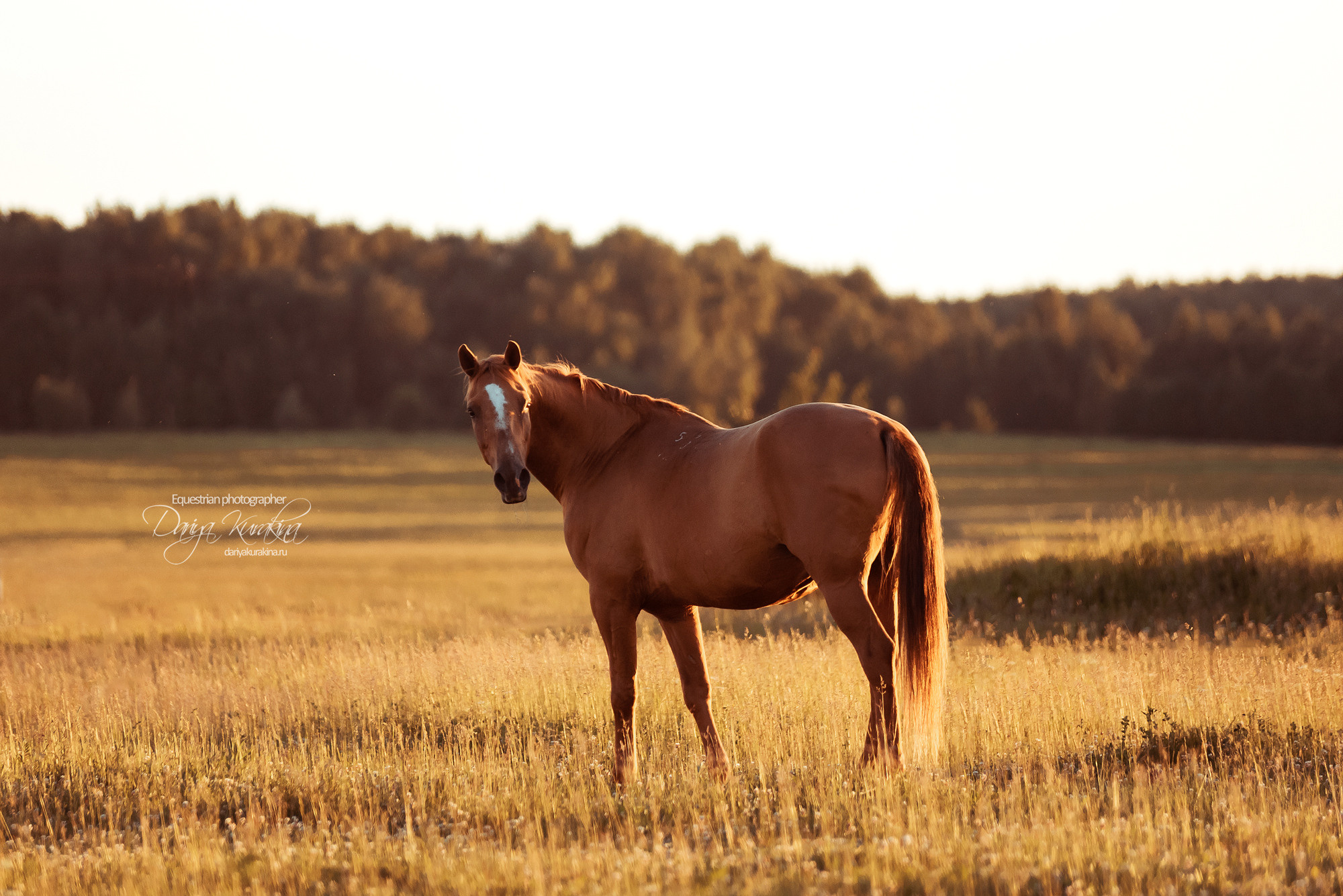 Таня и Бя, Настя и Брю. Конный фотограф Куракина Дарья • Фотосессии с лошадьми