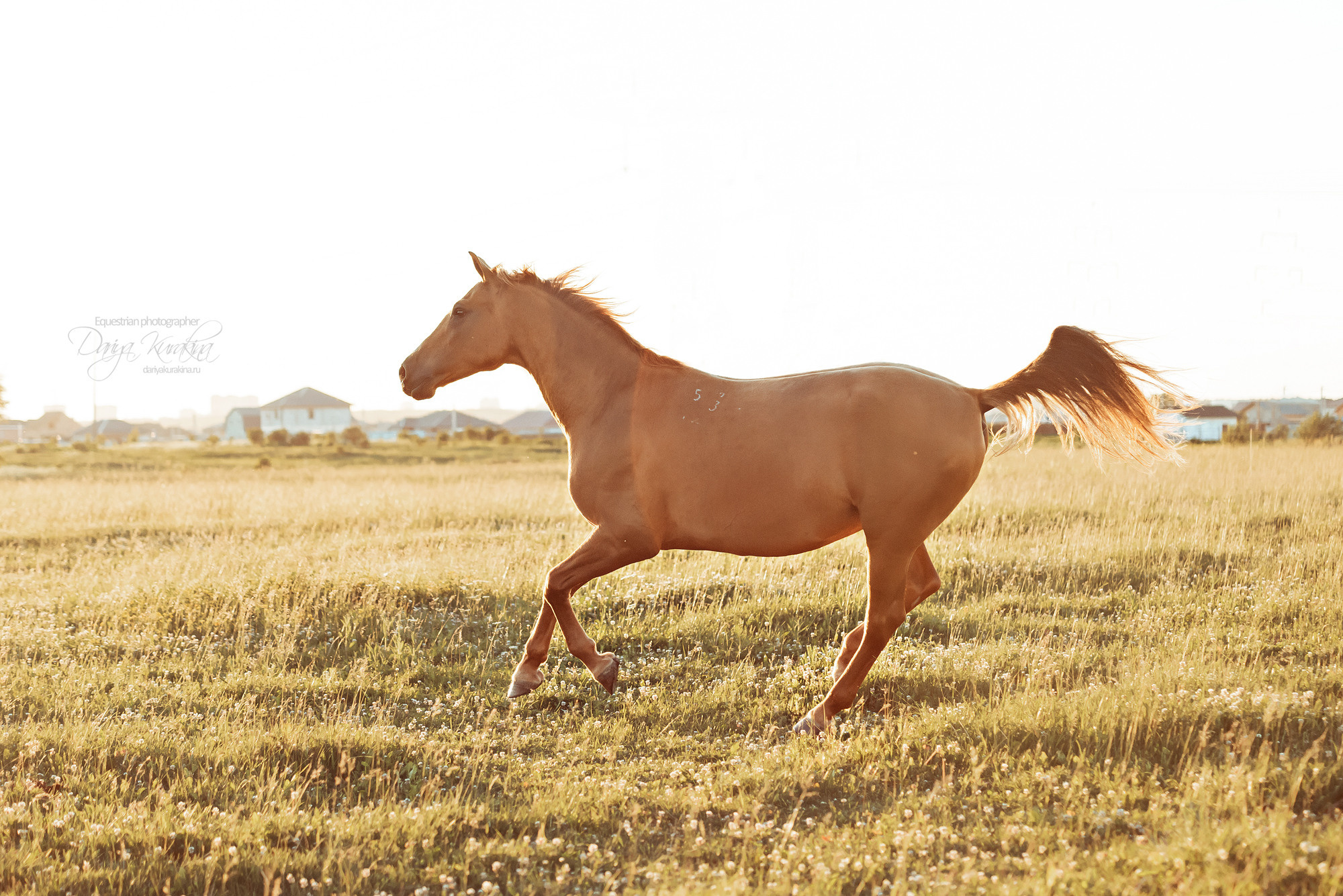 Таня и Бя, Настя и Брю. Конный фотограф Куракина Дарья • Фотосессии с лошадьми
