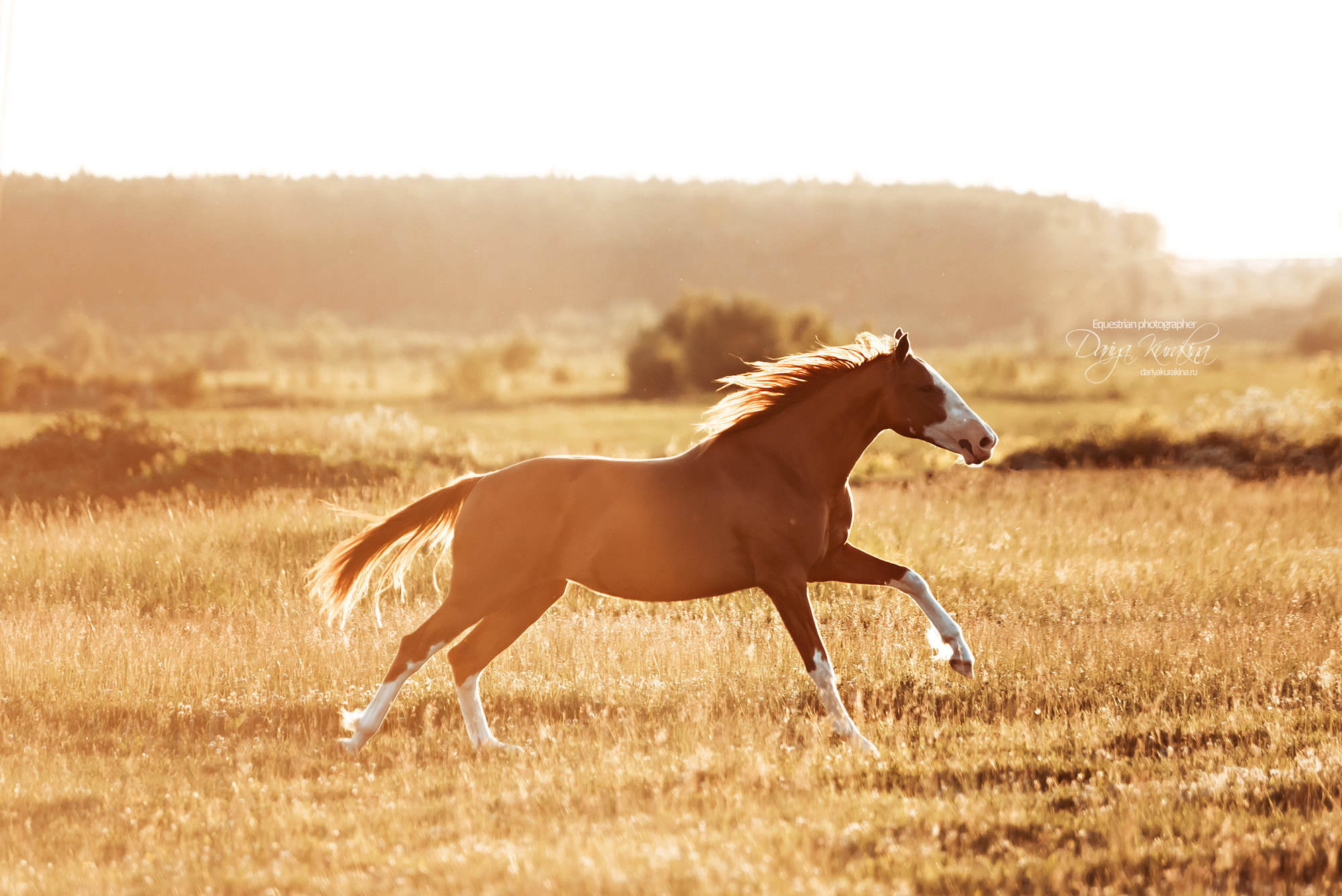 Таня и Бя, Настя и Брю. Конный фотограф Куракина Дарья • Фотосессии с лошадьми