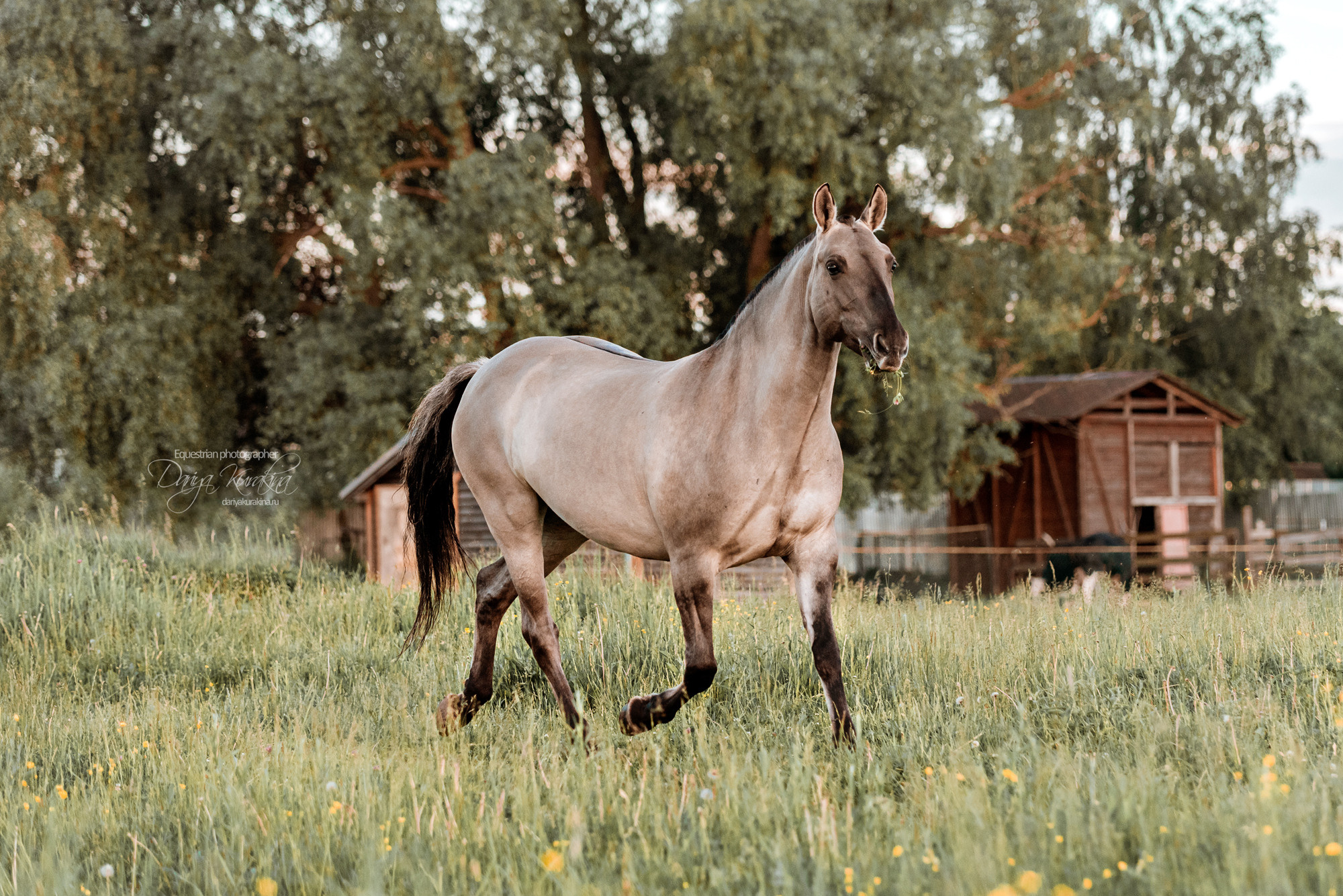 Содержанка SedlaMsk. Конный фотограф Куракина Дарья • Фотосессии с лошадьми