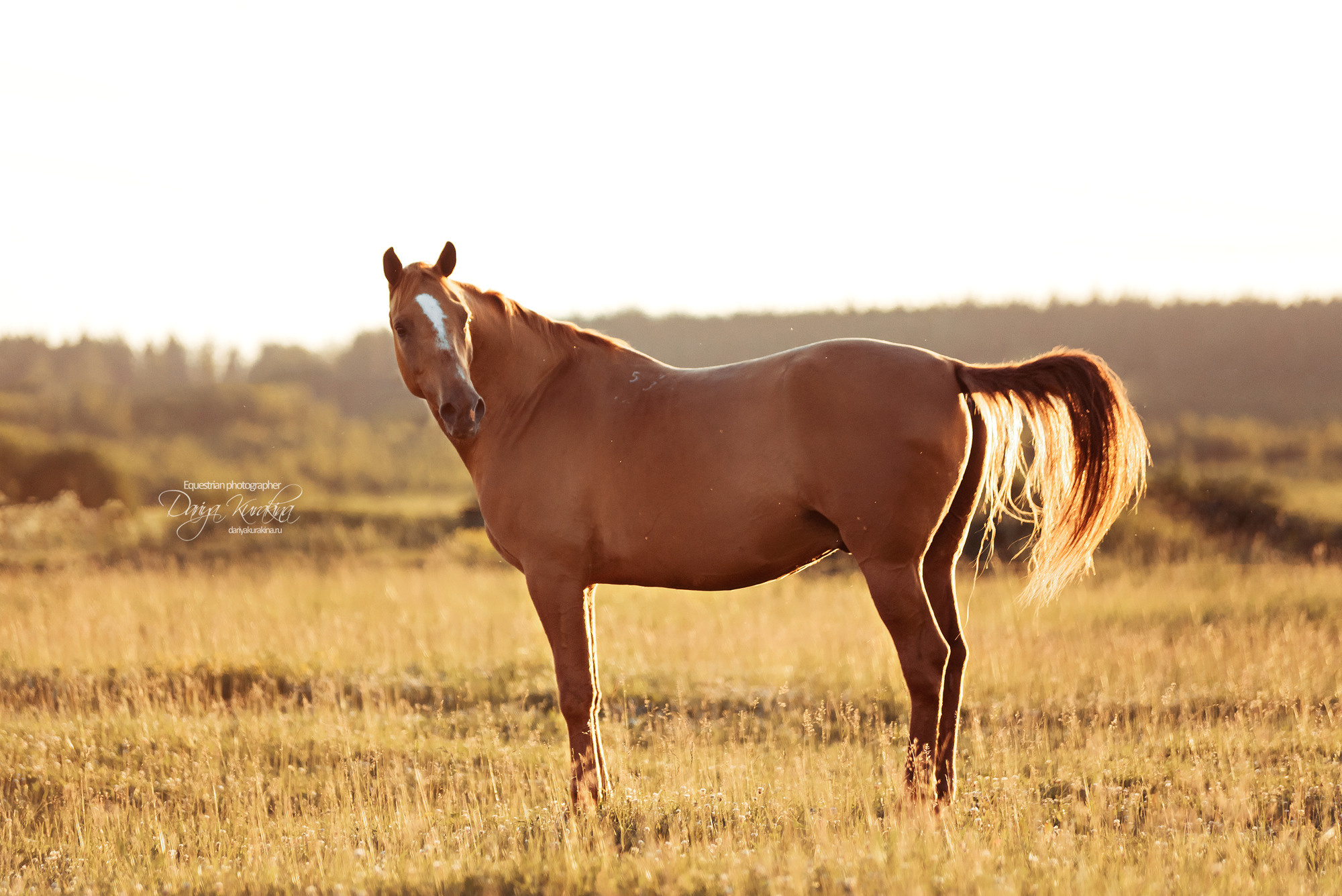 Таня и Бя, Настя и Брю. Конный фотограф Куракина Дарья • Фотосессии с лошадьми
