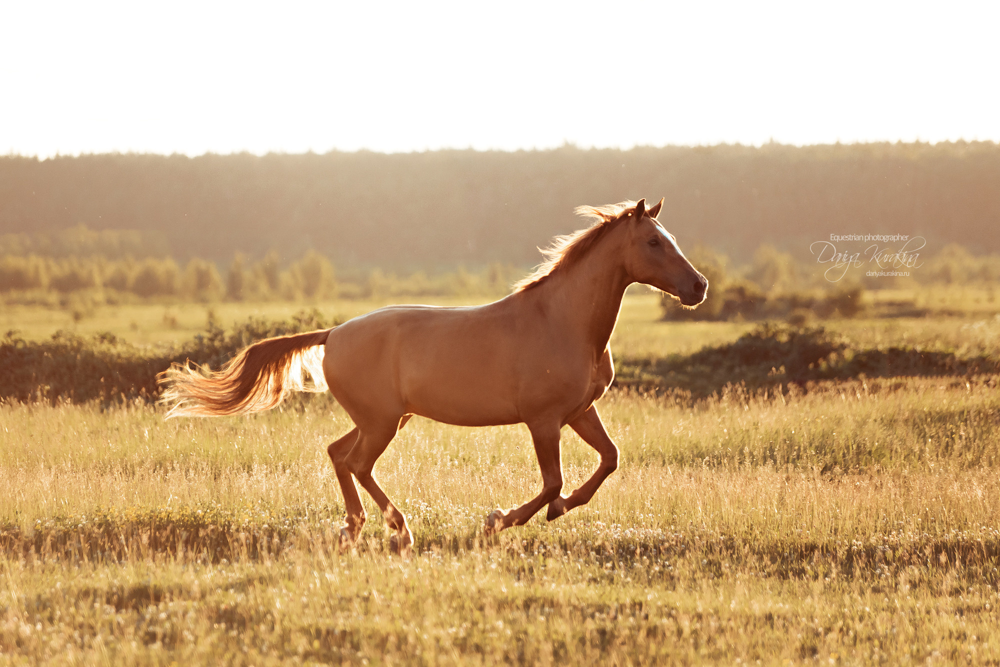 Таня и Бя, Настя и Брю. Конный фотограф Куракина Дарья • Фотосессии с лошадьми