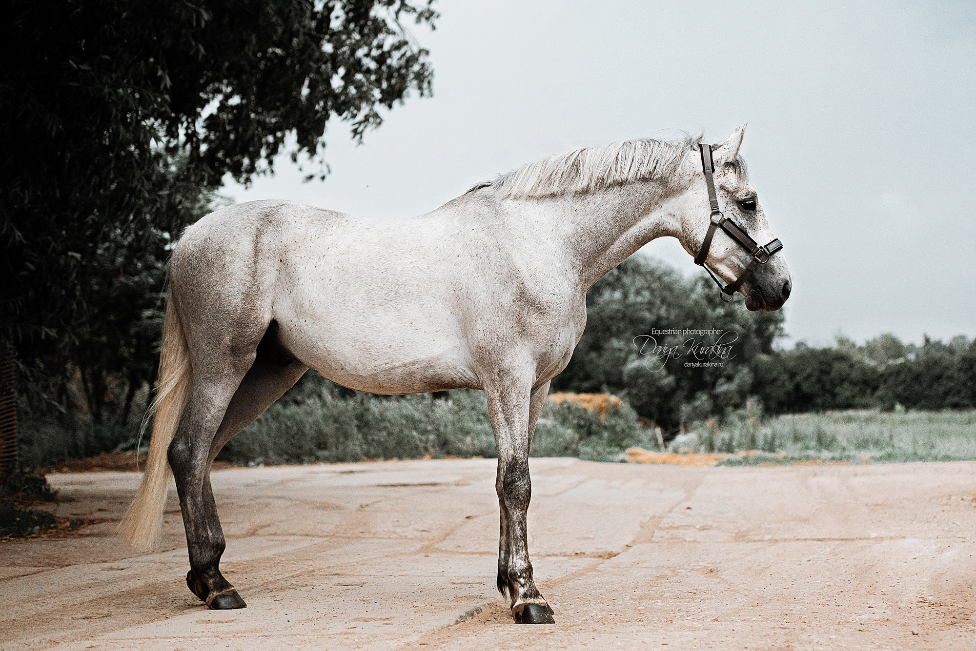 Кристофер. Конный фотограф Куракина Дарья • Фотосессии с лошадьми